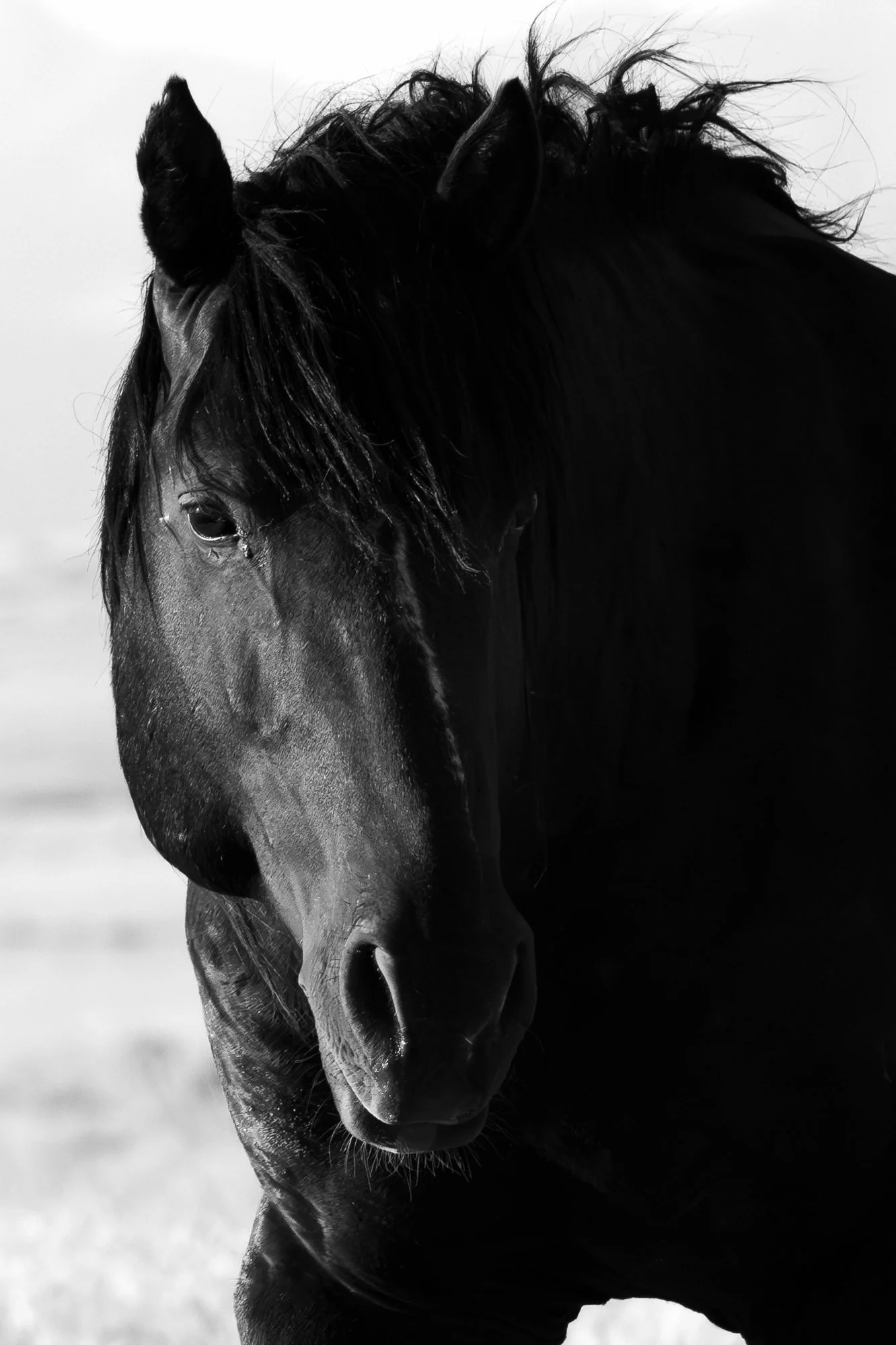 Onaqui _Into The Wild Imagery_Cynthia Ariosta-13.jpg