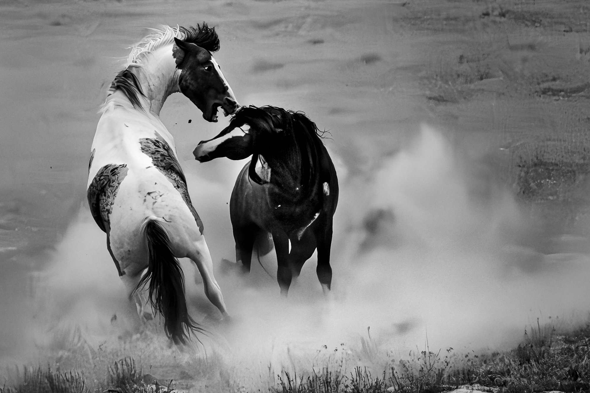 Onaqui _Into The Wild Imagery_Cynthia Ariosta-4.jpg