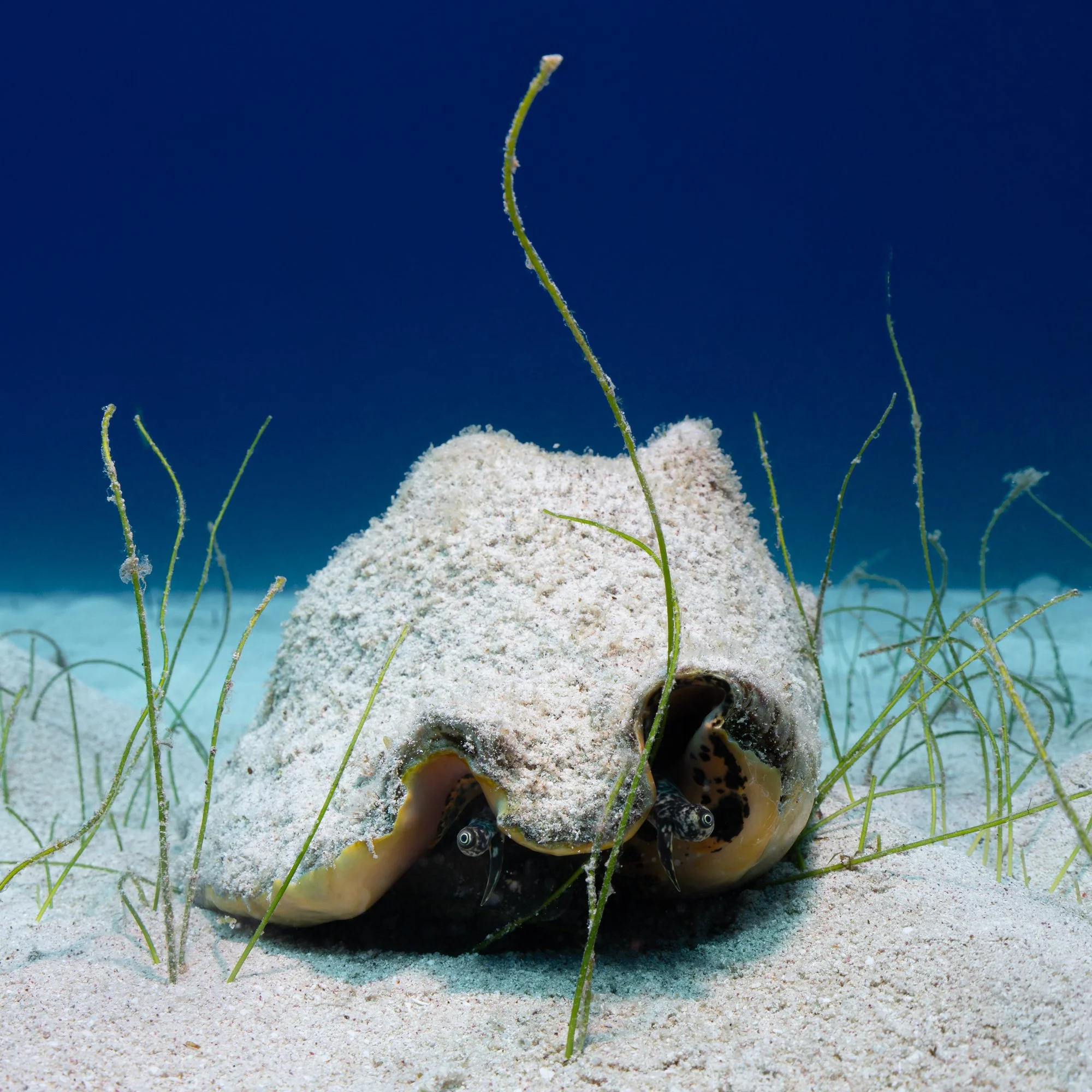 Colorful Marine Photography
Ocean Critter Photography for Sale
Vibrant Underwater Photography
Fine art prints of ocean life
Vibrant ocean photography
Colorful marine art prints
Fine art marine photography
Conch Prints for Sale 