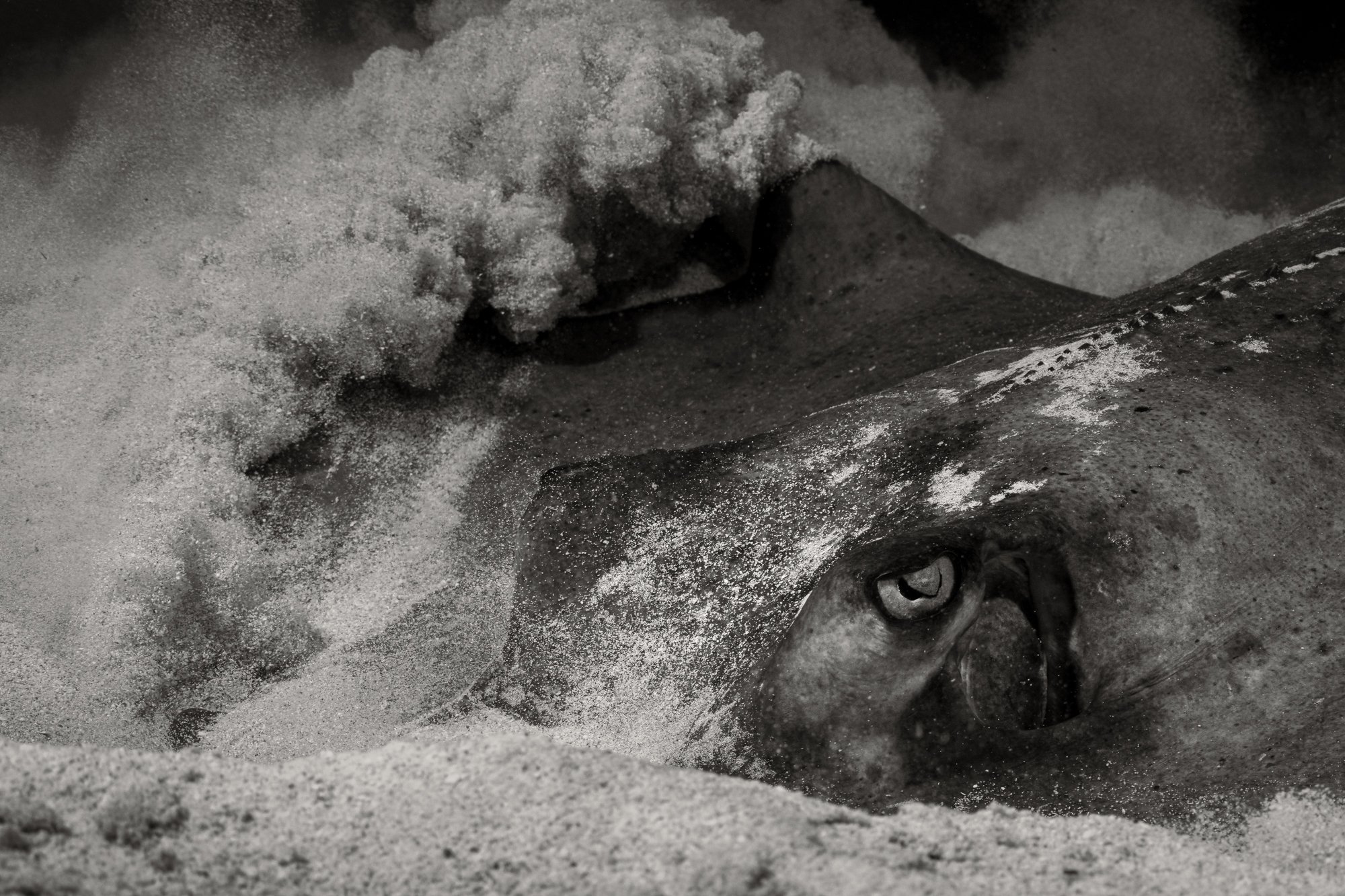 Cynthia Ariosta Photography
Fine Art Prints of Rays of the Ocean
Southern Sting Ray Photography
Underwater Photography
Black and White Fine Art Underwater Prints