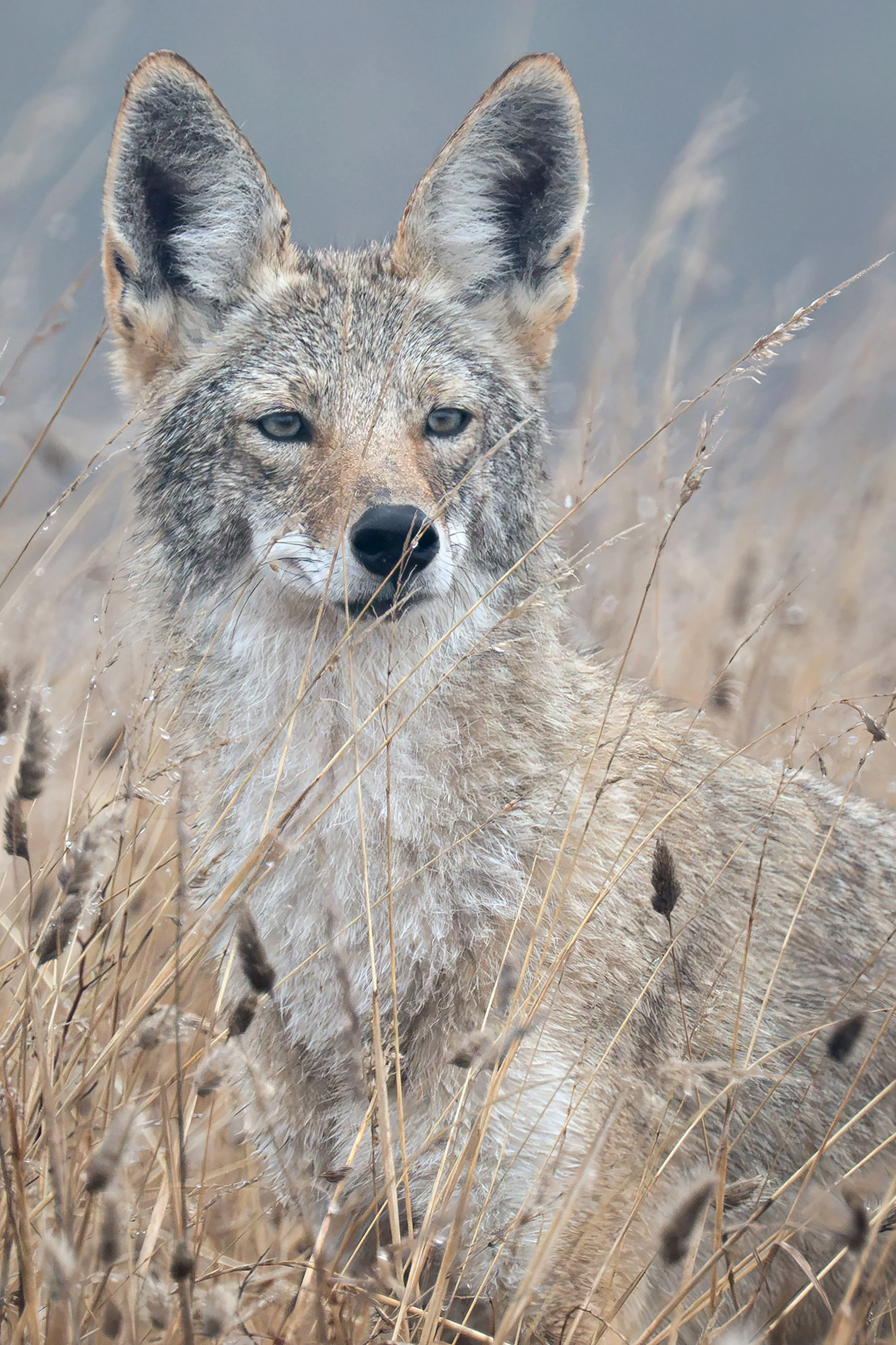 Coyote Closeup_Cynthia_Ariosta-ITWI-2.jpg