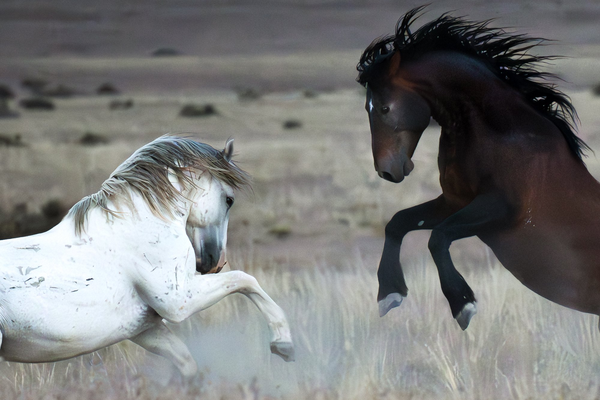 Onaqui _Into The Wild Imagery_Cynthia Ariosta-11.jpg