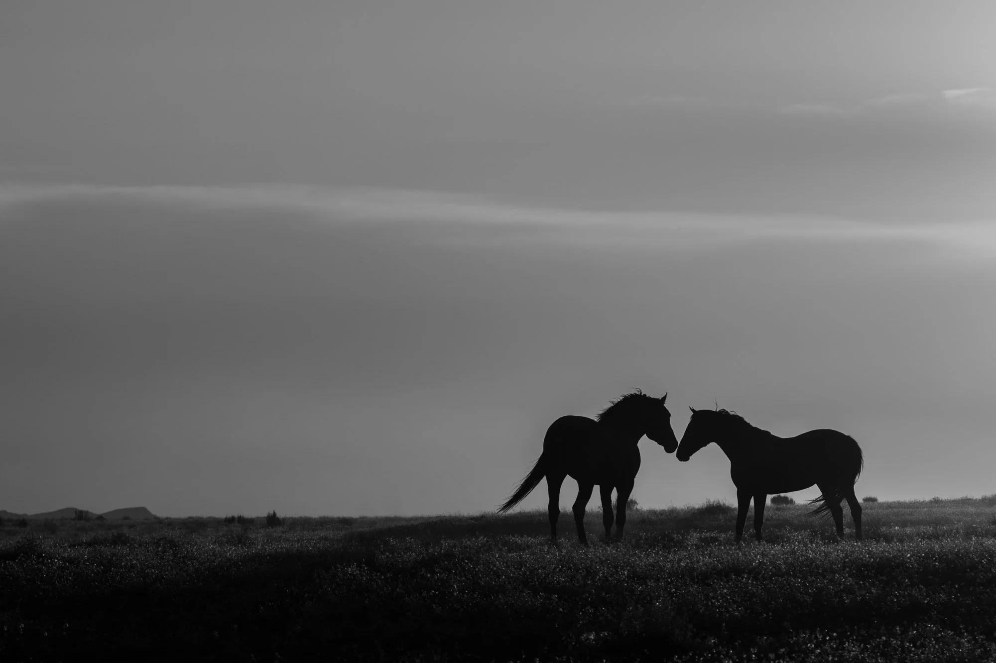 Onaqui_Into The Wild Imagery_Cynthia Ariosta-21.jpg