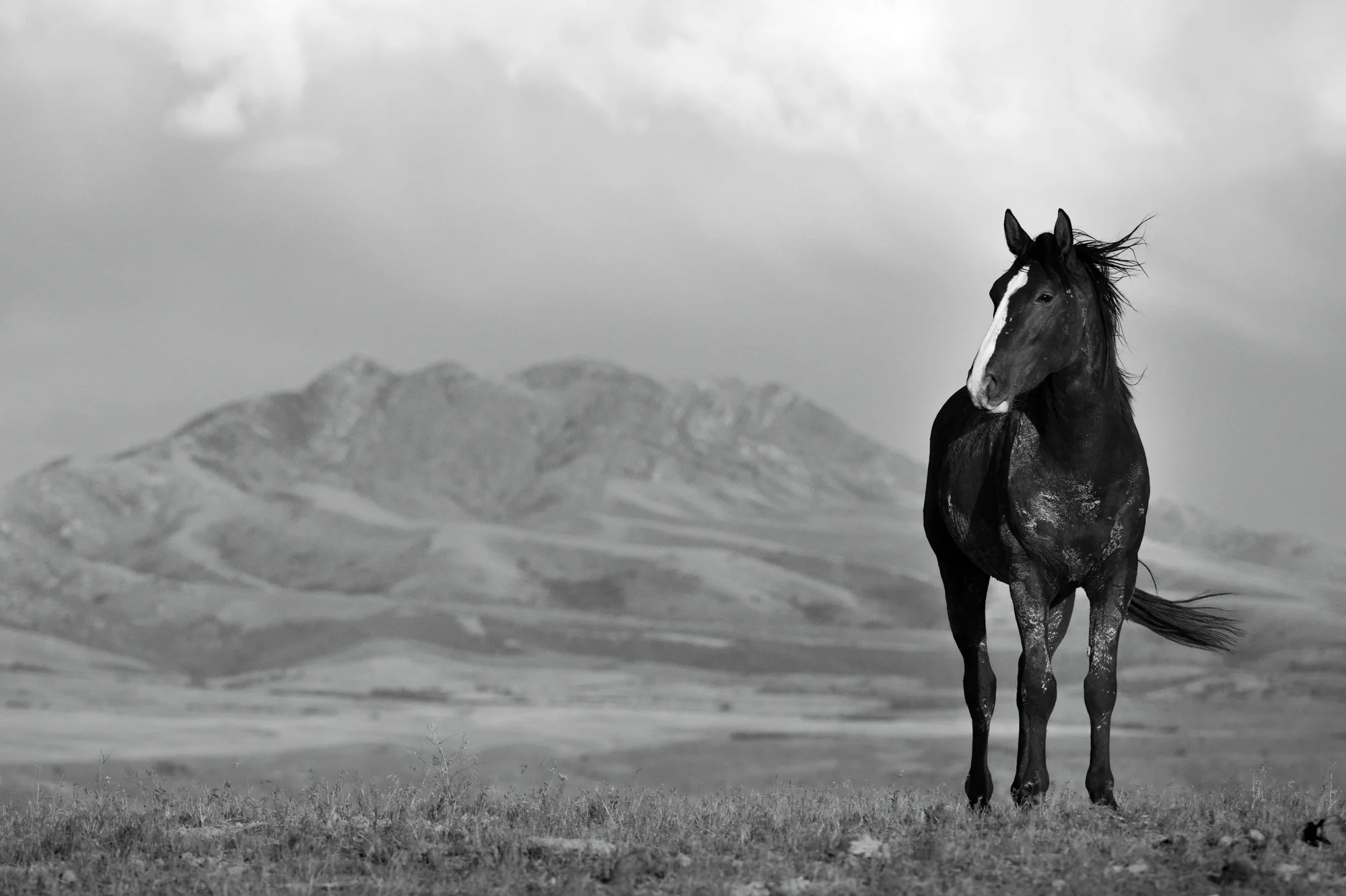 Onaqui_Into The Wild Imagery_Cynthia Ariosta-2.jpg