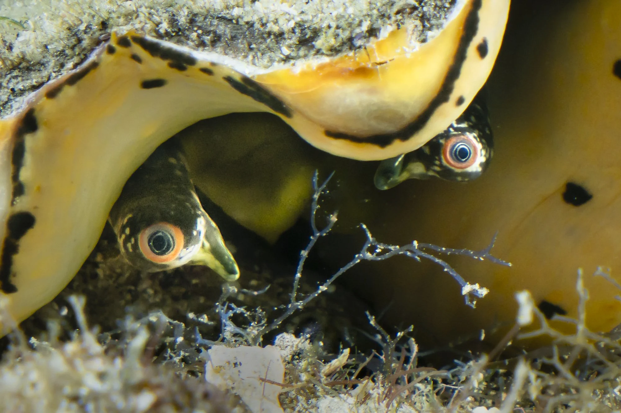 Ocean-inspired abstract art
Colorful marine art prints
Abstract underwater images
Vibrant ocean photography
Modern ocean abstract photography
Marine abstract prints for home decor
Abstract ocean photography 
Textured underwater photography art