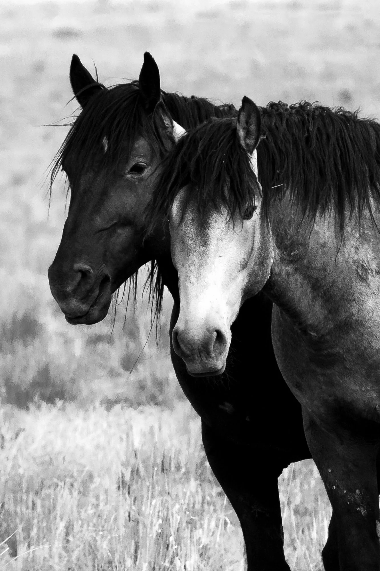 Onaqui _Into The Wild Imagery_Cynthia Ariosta-24.jpg