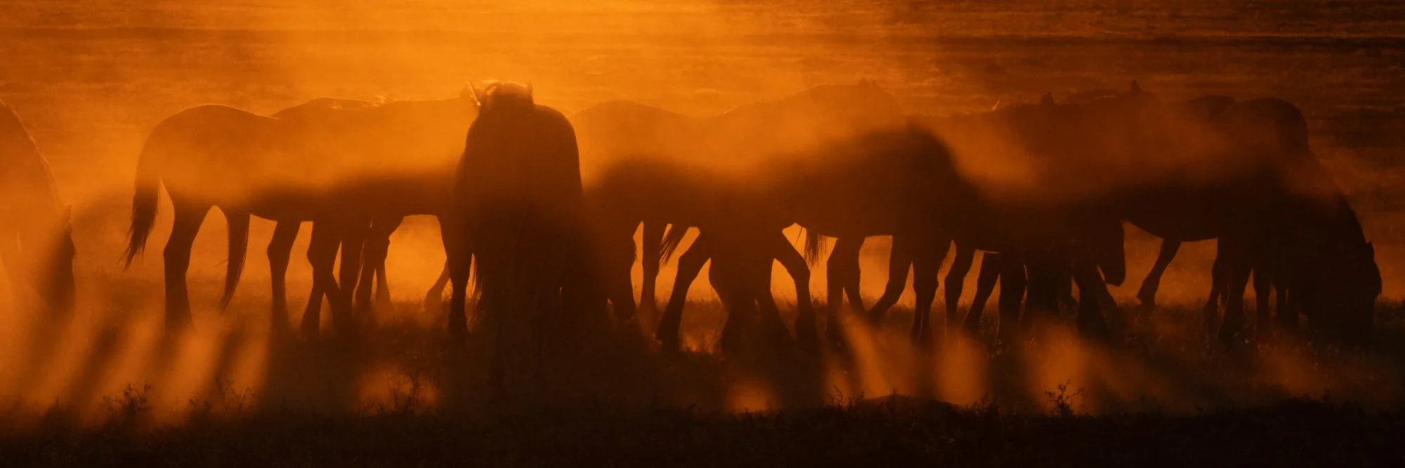 Onaqui _Into The Wild Imagery_Cynthia Ariosta-9.jpg