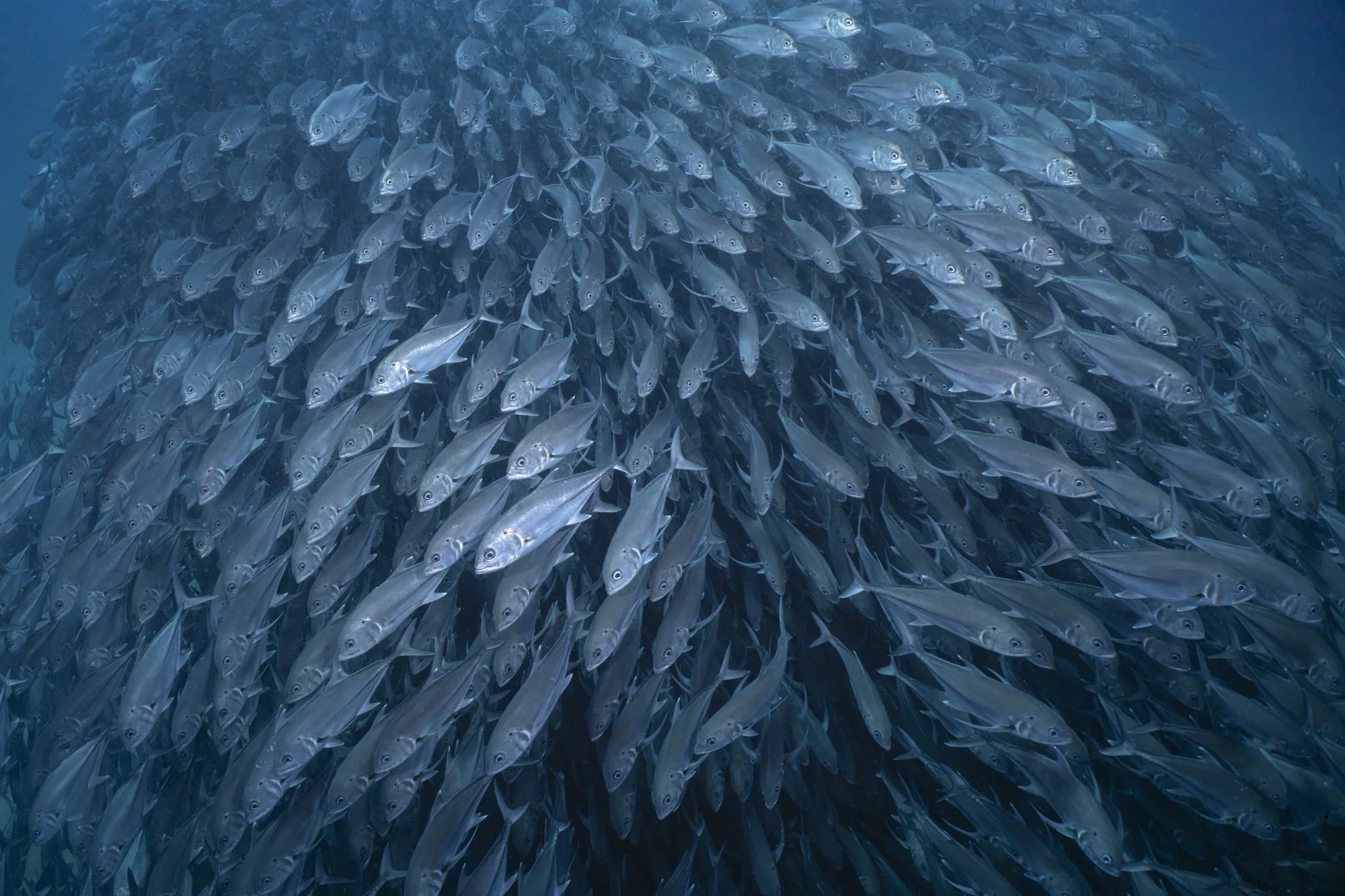 Website Cynthia Ariosta Into the Wild-4.jpg