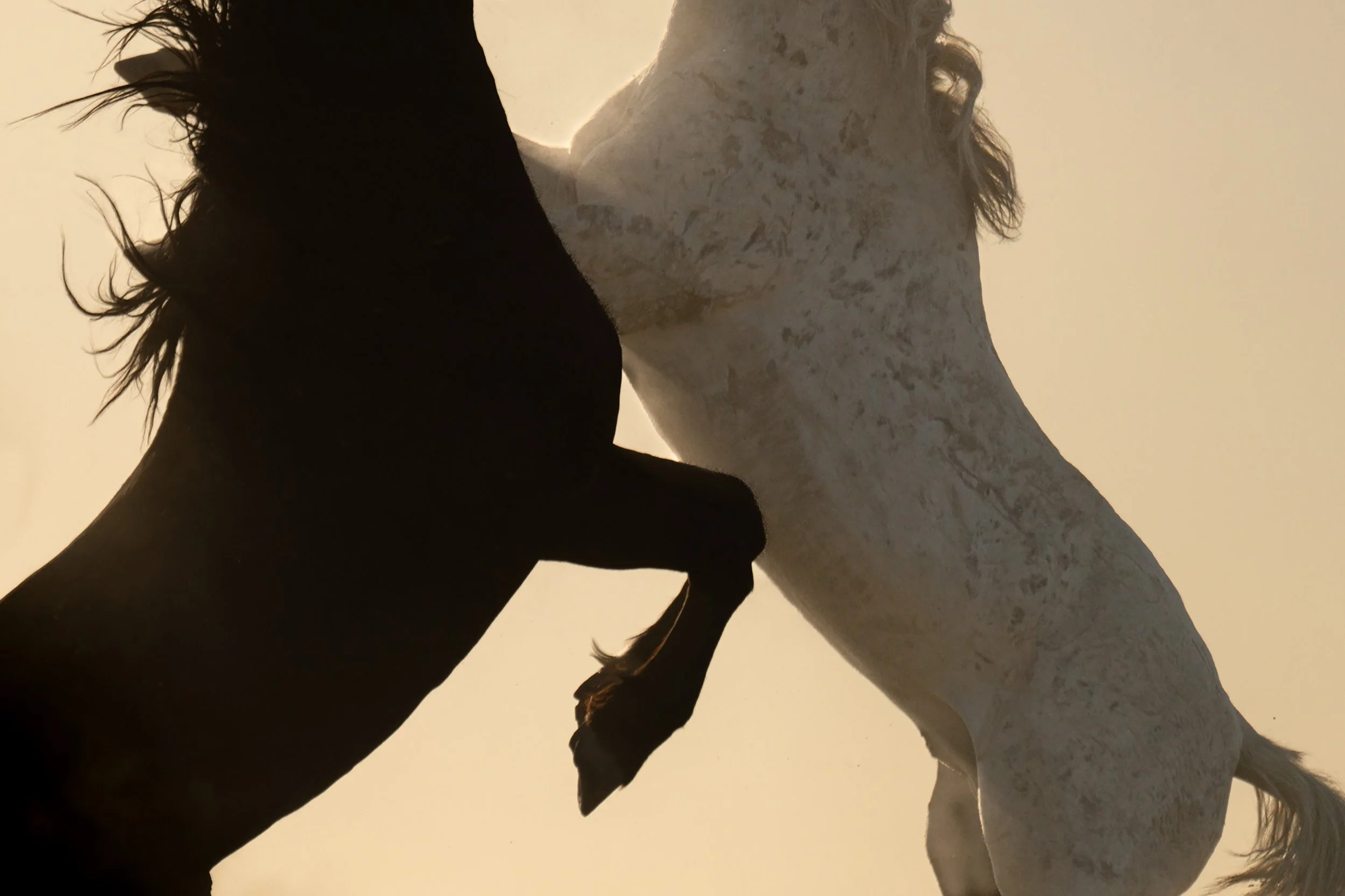 Two Onaqui Mustang stallions rearing abstract print for sale

