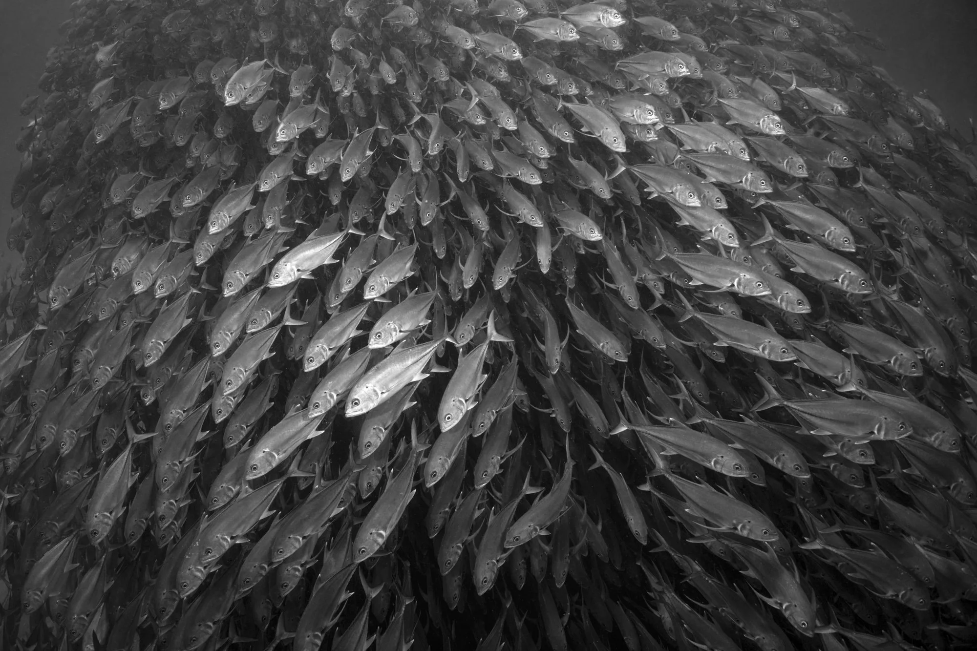 Website Cynthia Ariosta Into the Wild-5.jpg