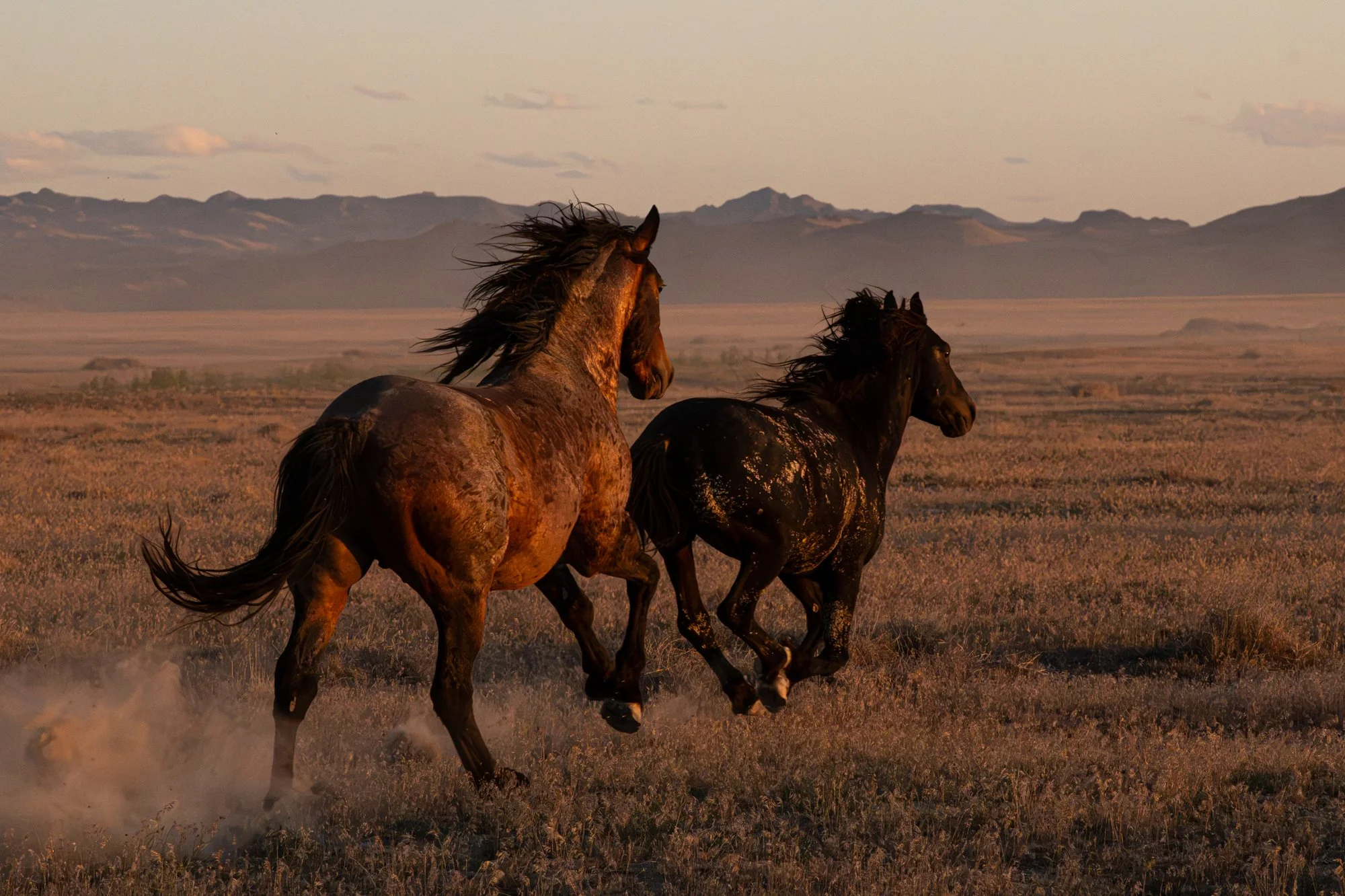 Onaqui _Into The Wild Imagery_Cynthia Ariosta-25.jpg