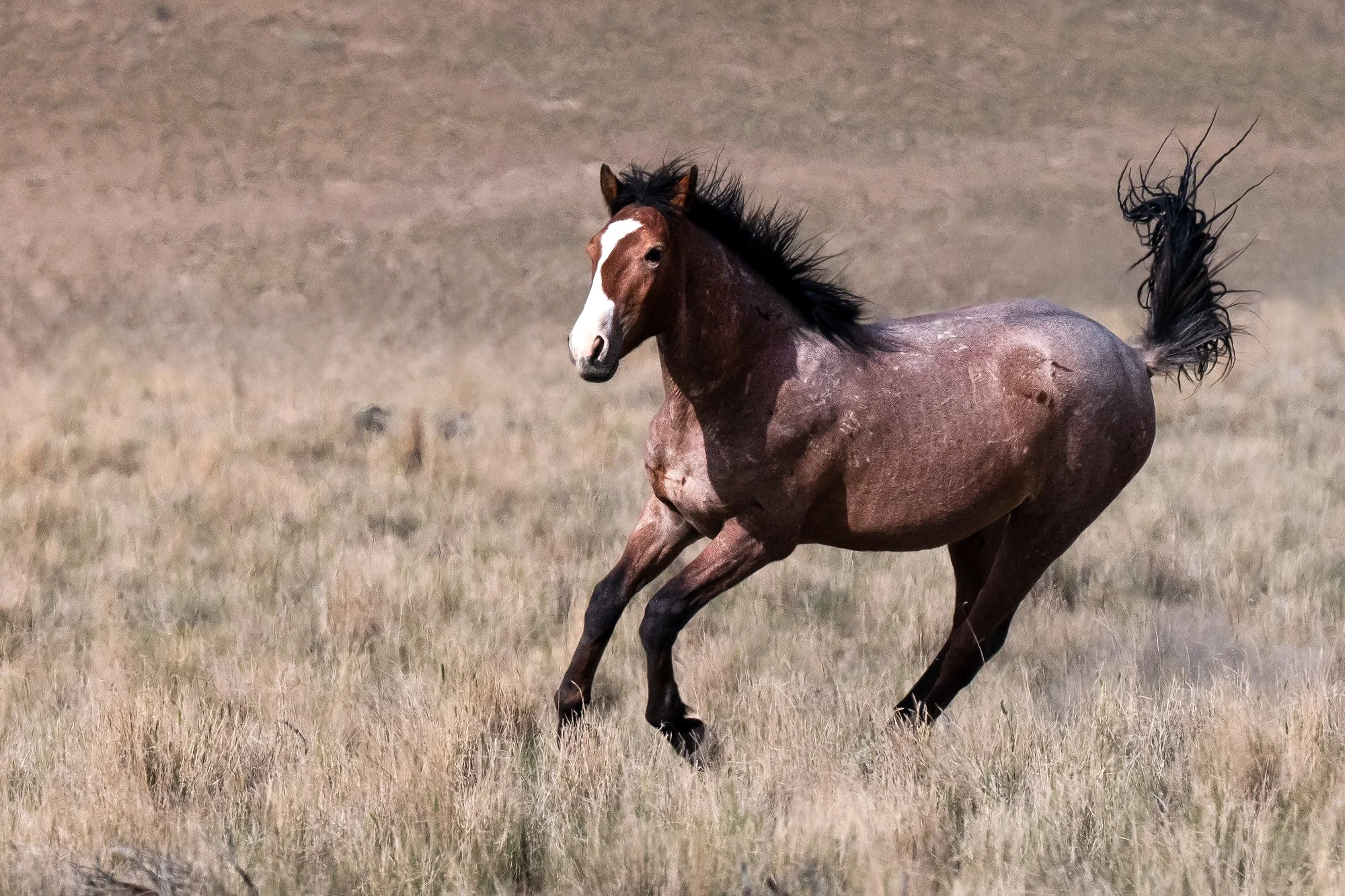 Onaqui_Into The Wild Imagery_Cynthia Ariosta-15.jpg
