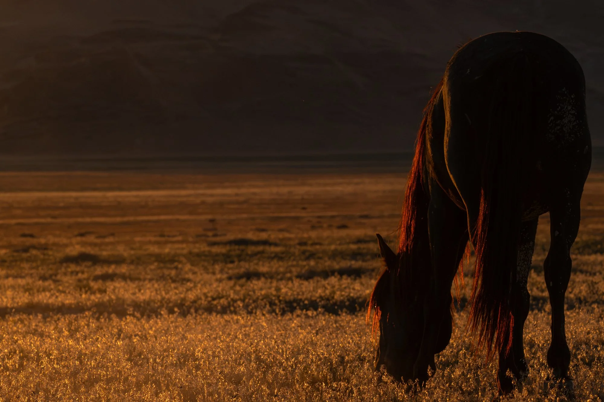 Onaqui _Into The Wild Imagery_Cynthia Ariosta-15.jpg