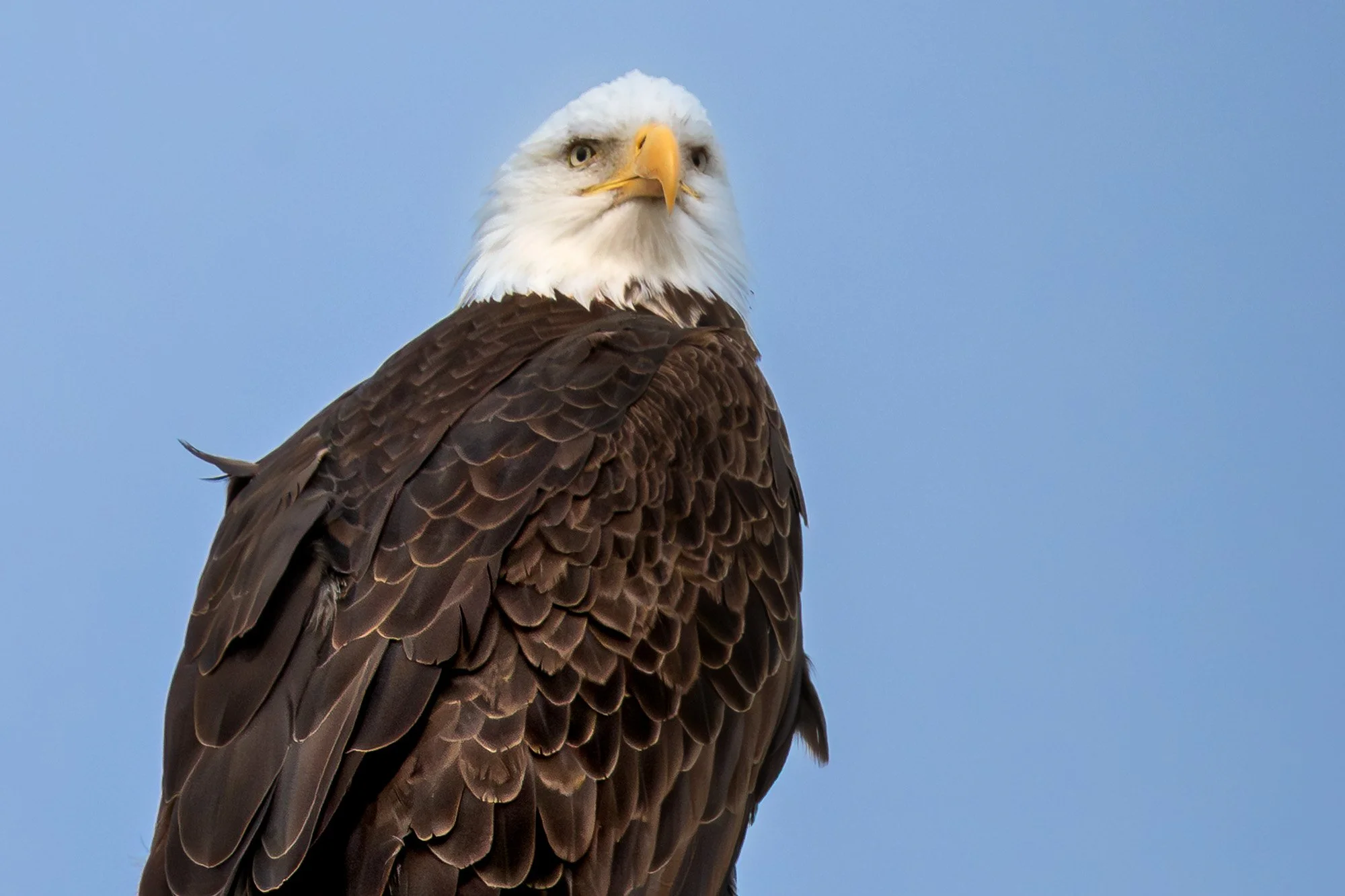 City Council
Into The Wild Imagery
Cynthia Ariosta Photography
Wildlife bird photography prints
Fine art nature photography prints
Bird photography art for collectors
Limited edition bird photography for sale
Large format bird prints for interiors
Lu