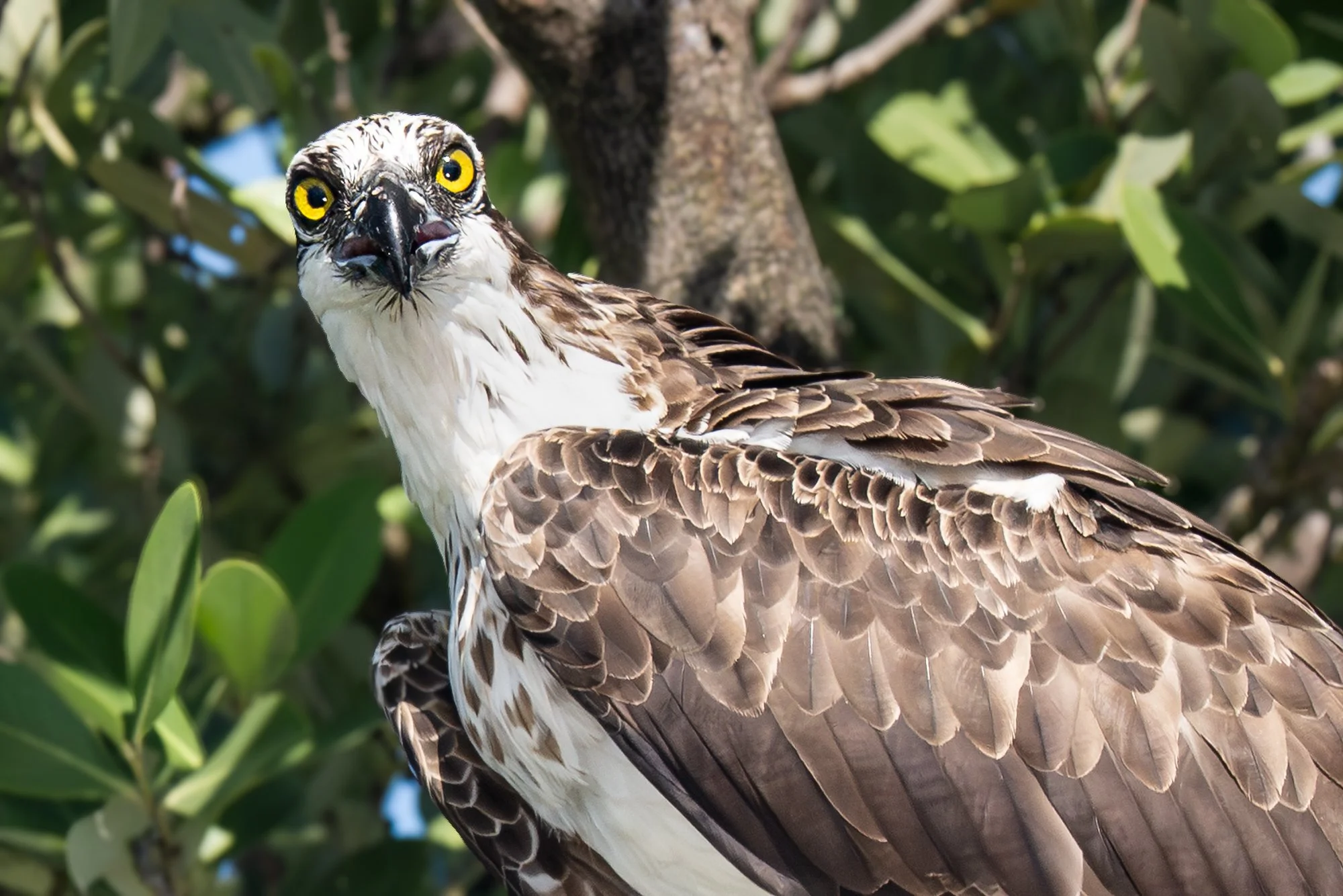 City Council
Into The Wild Imagery
Cynthia Ariosta Photography
Wildlife bird photography prints
Fine art nature photography prints
Bird photography art for collectors
Limited edition bird photography for sale
Large format bird prints for interiors
Lu
