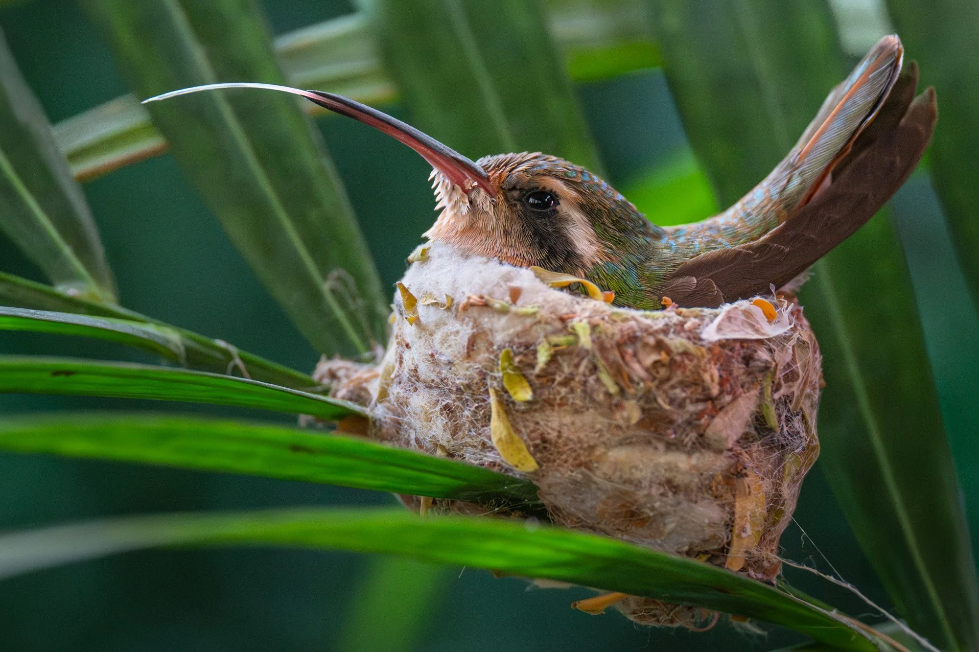 Nesting Hummingbird _ Into The Wild_Cynthia Ariosta-1.jpg