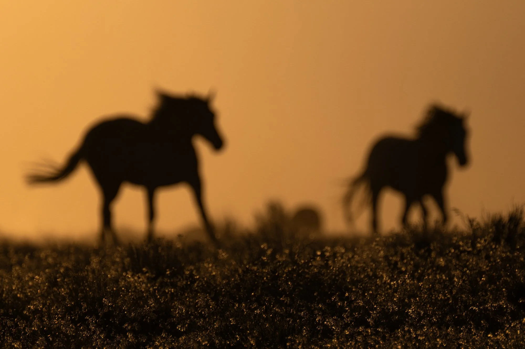 Onaqui _Into The Wild Imagery_Cynthia Ariosta-2.jpg