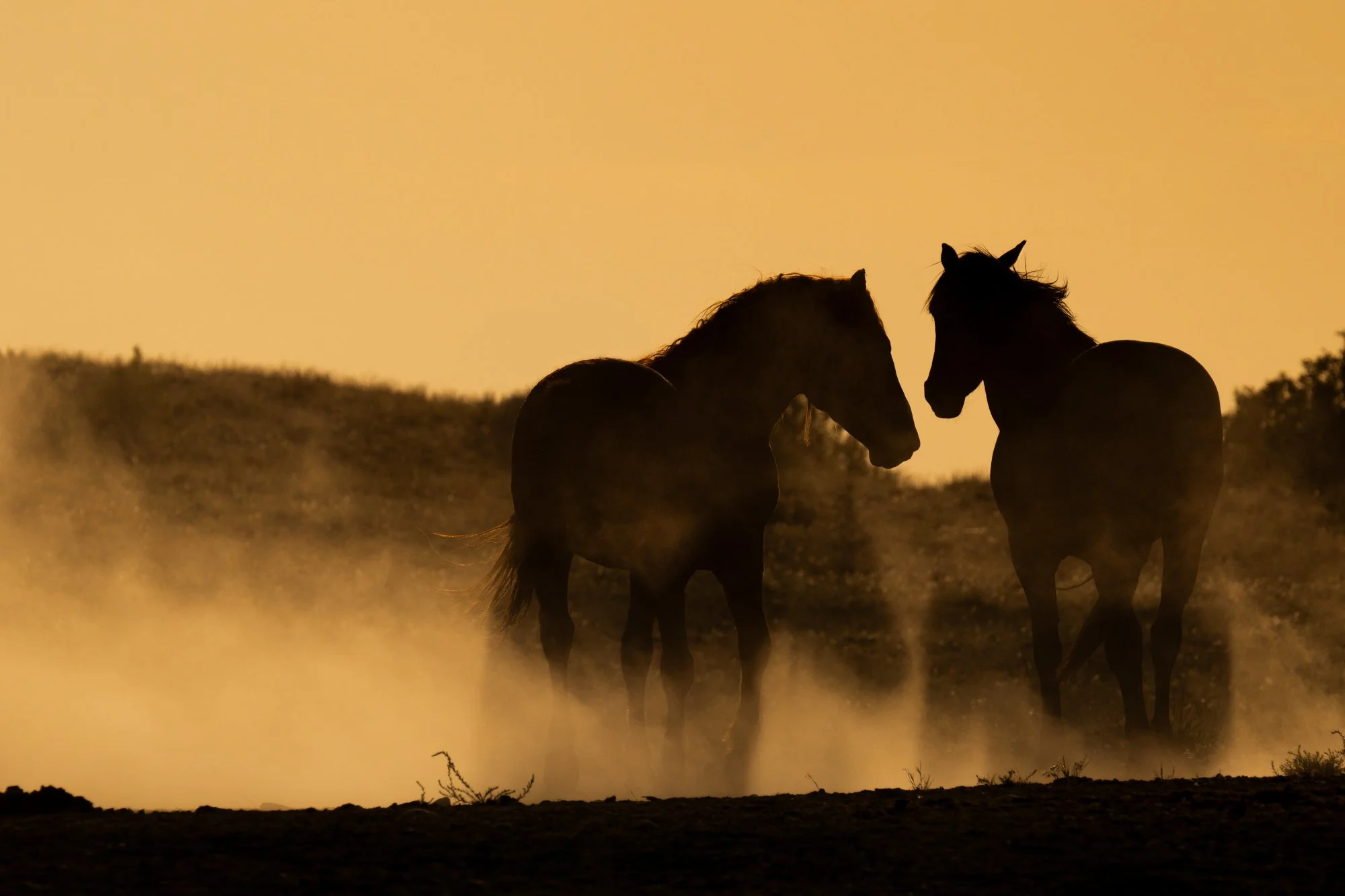 Onaqui _Into The Wild Imagery_Cynthia Ariosta-19.jpg
