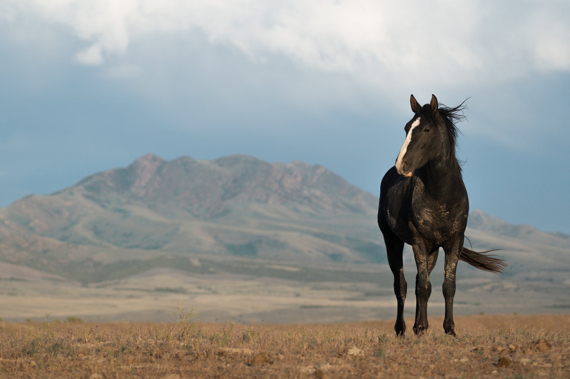 Onaqui _Into The Wild Imagery_Cynthia Ariosta-1.jpg