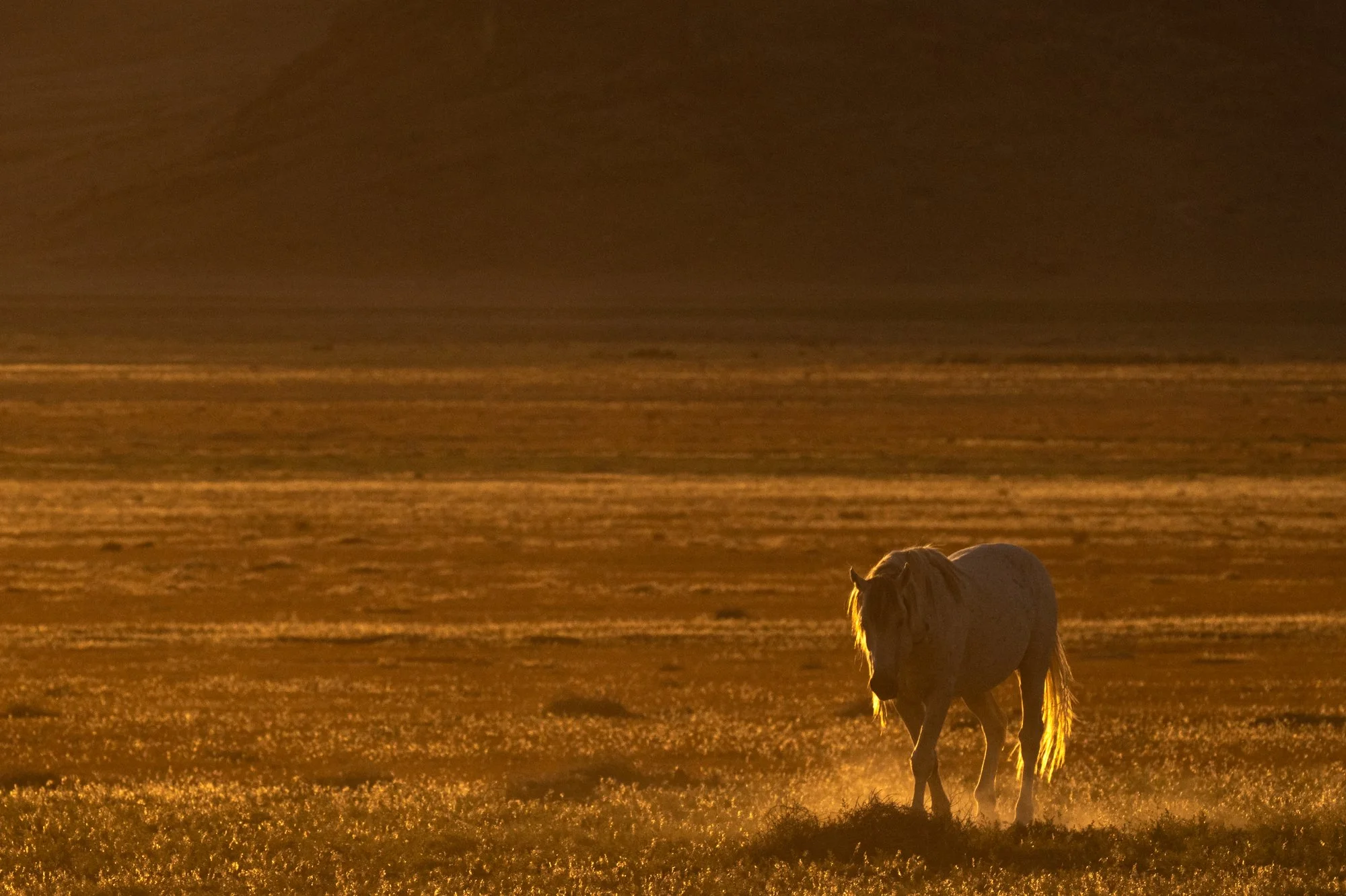 Onaqui _Into The Wild Imagery_Cynthia Ariosta-17.jpg