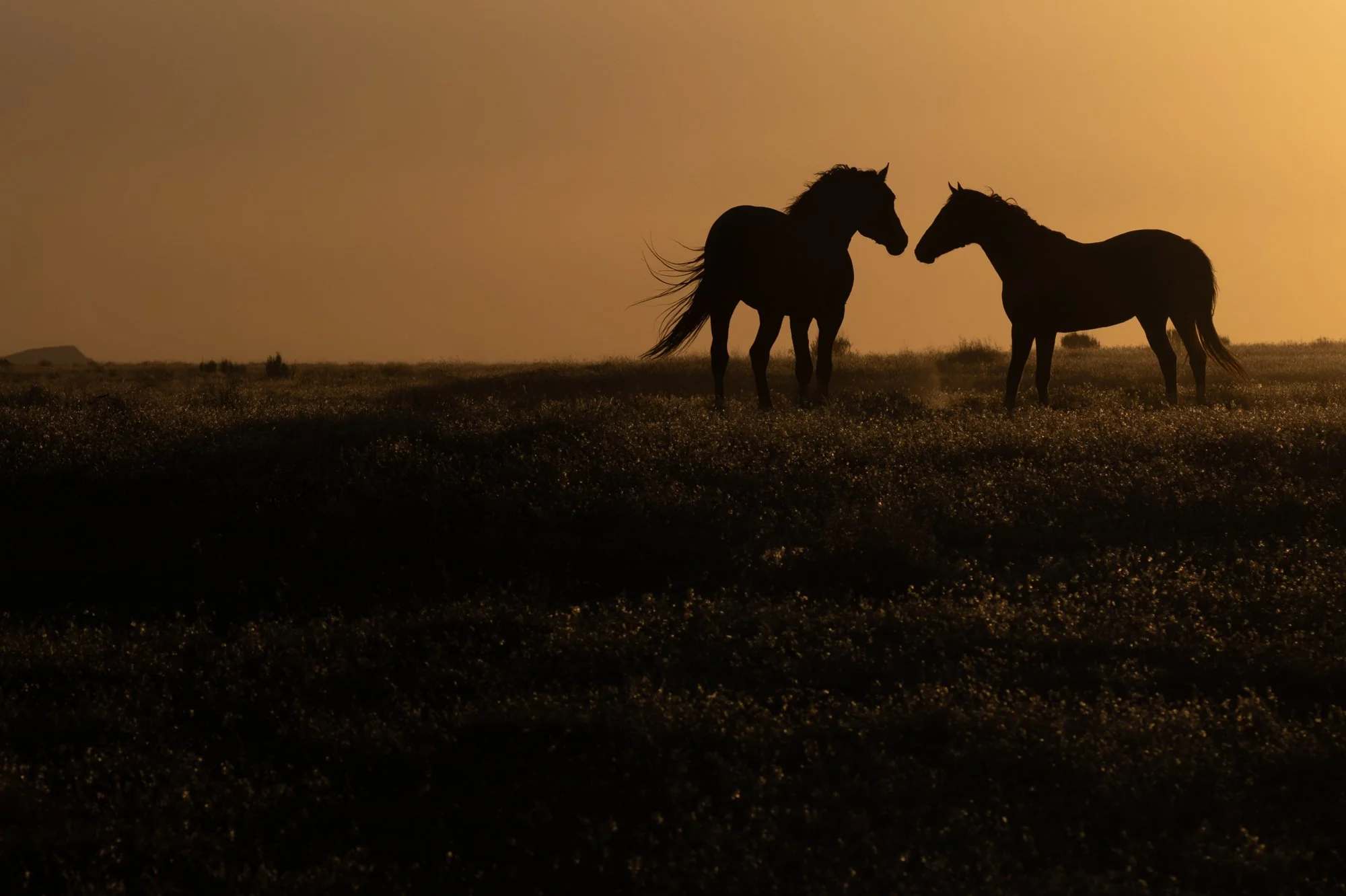 Onaqui _Into The Wild Imagery_Cynthia Ariosta-16.jpg