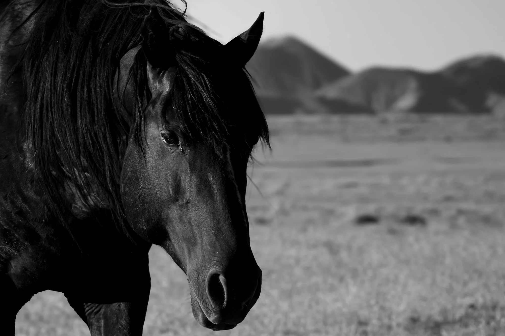 Onaqui_Into The Wild Imagery_Cynthia Ariosta-12.jpg