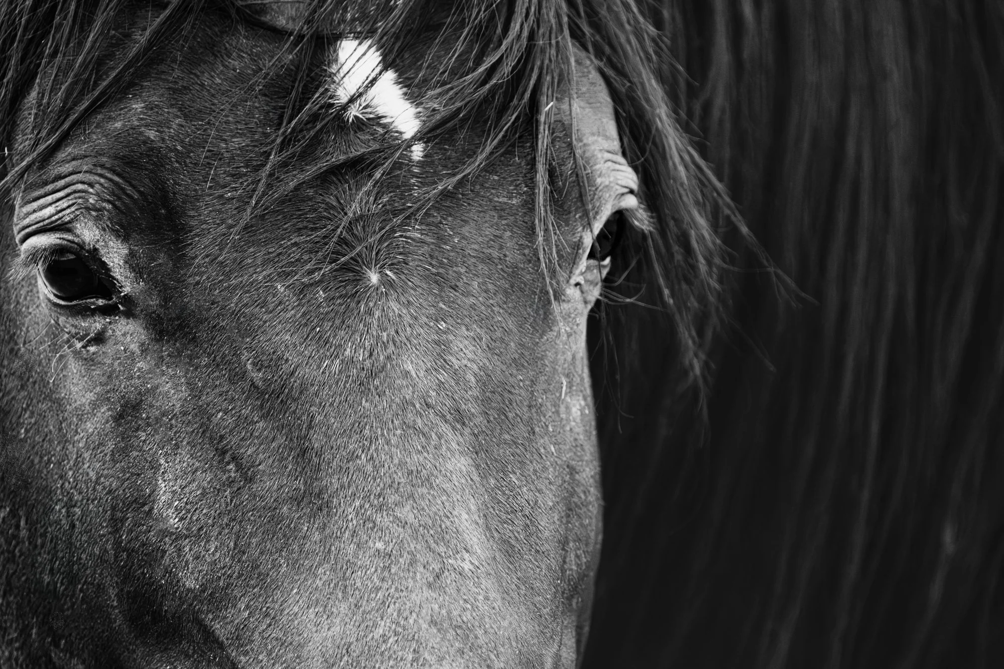 Onaqui _Into The Wild Imagery_Cynthia Ariosta-21.jpg