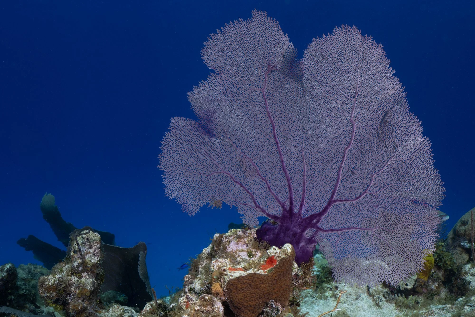 Colorful Marine Photography
Still Life of Coral Reef Fine Art Prints
Vibrant Underwater Photography
Fine art prints of ocean life
Vibrant ocean photography
Colorful marine art prints
Fine art marine photography
Coral Reef Prints for Sale 