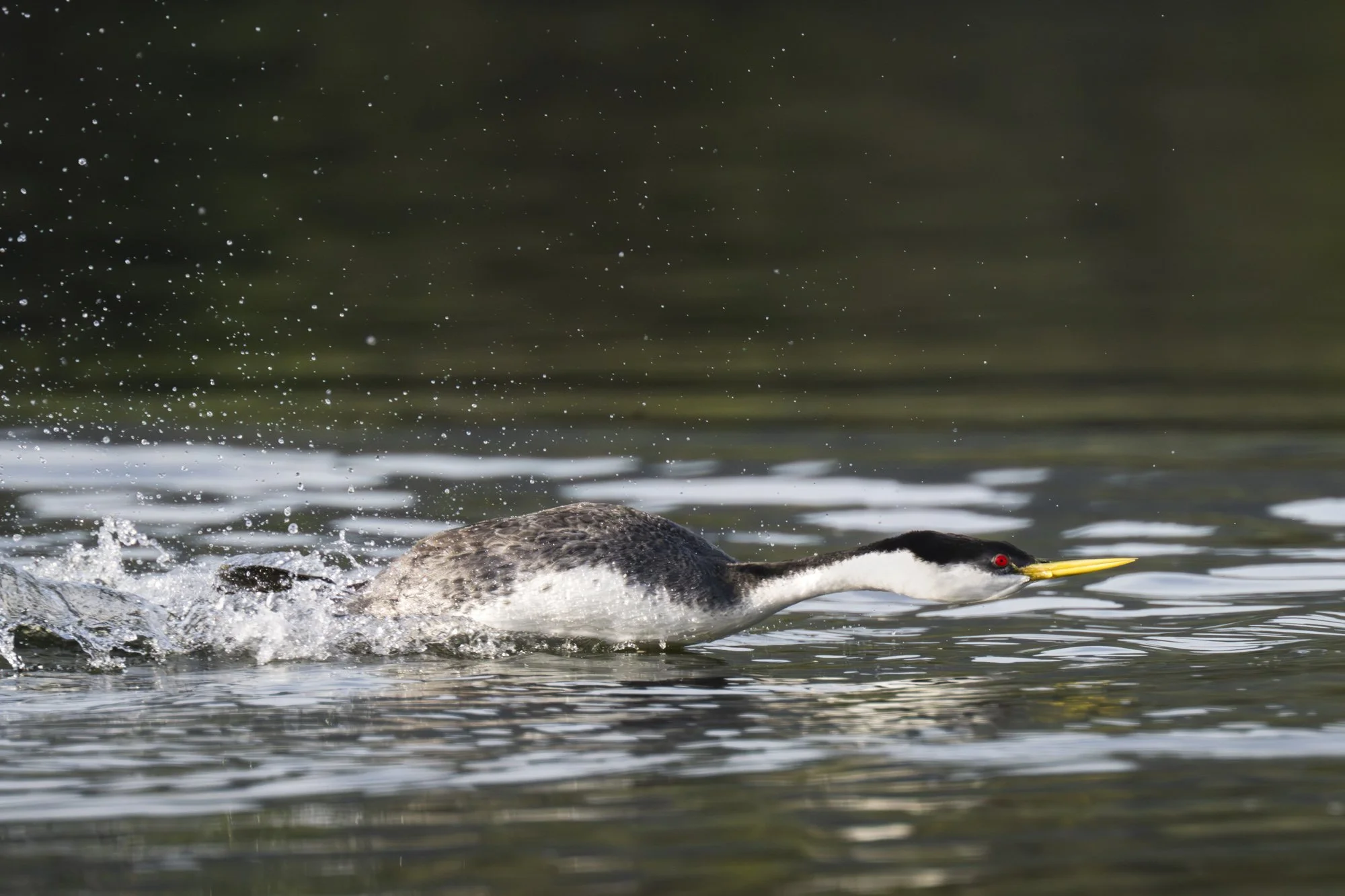Grebes Cynthia Ariosta Into the Wild-2.jpg