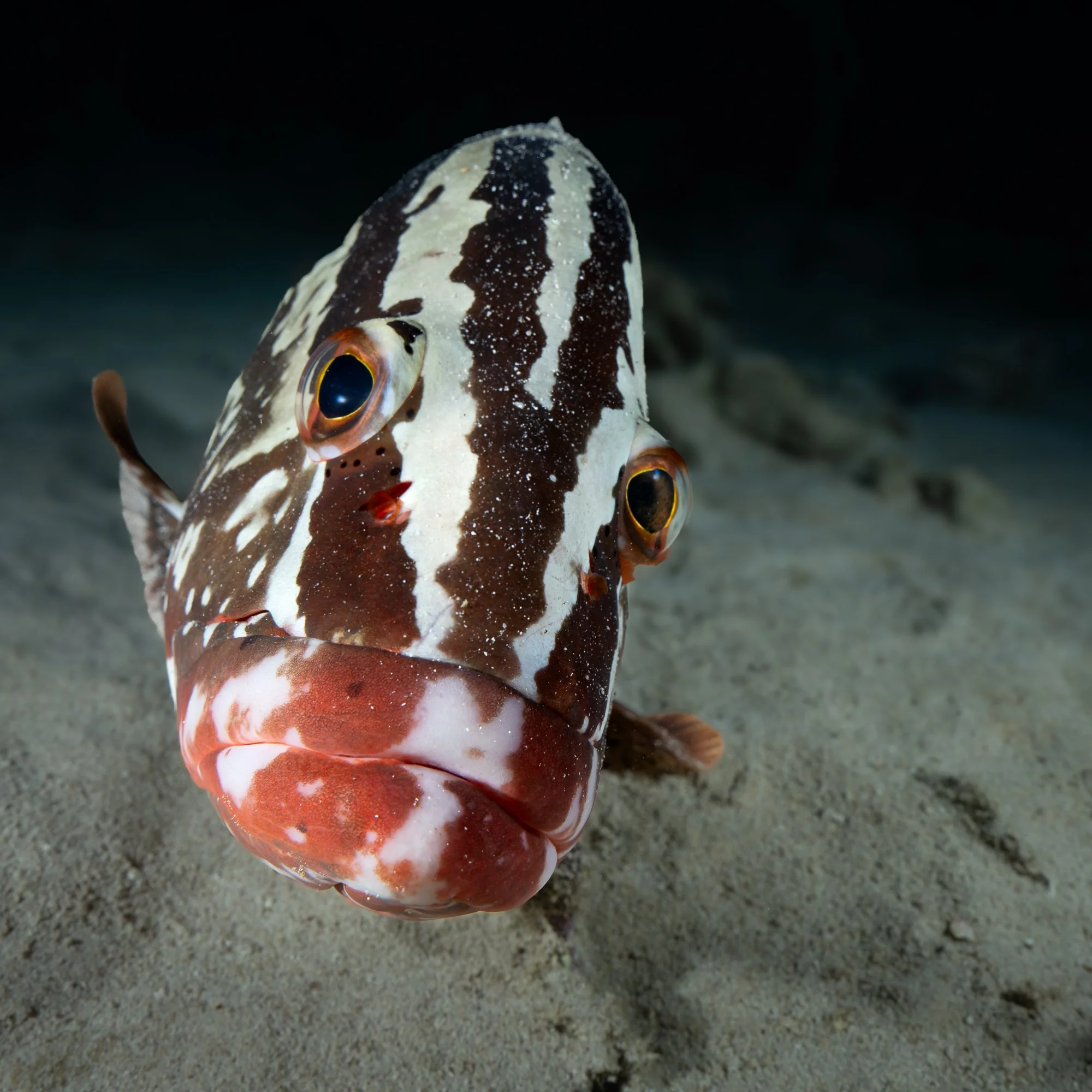 Snoozy Grouper