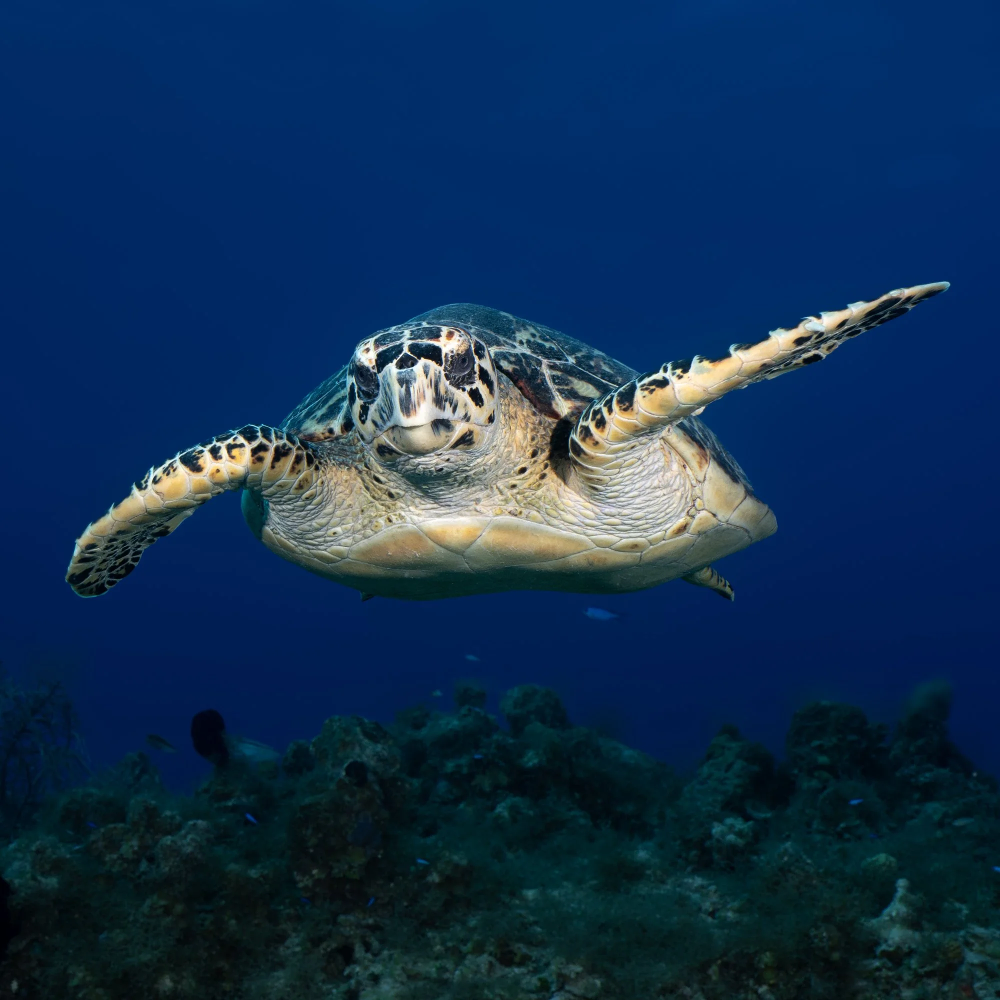 Cynthia Ariosta Into The Wild-2.jpg