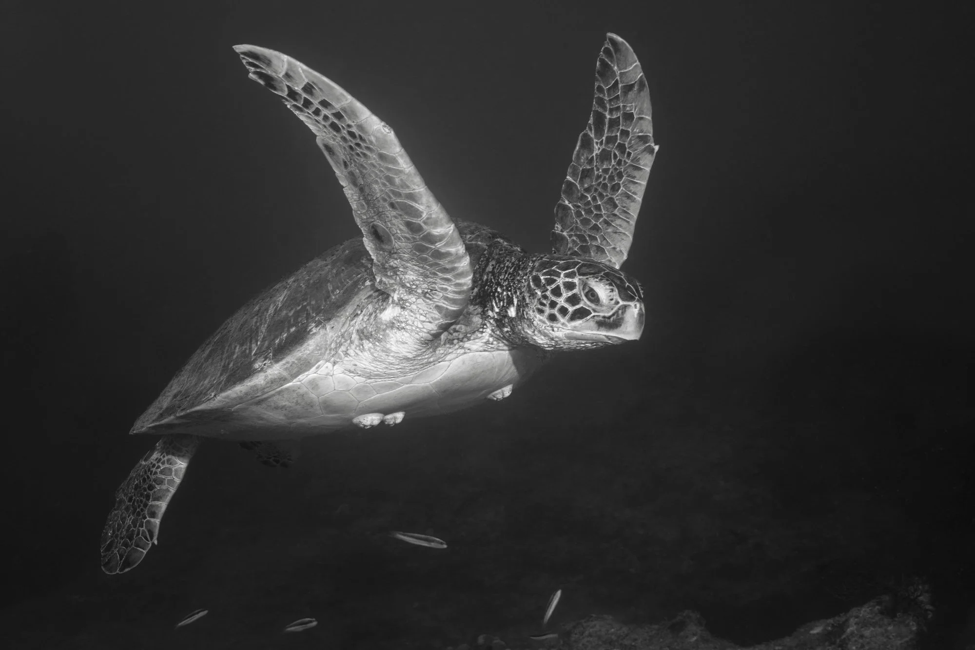 Website Cynthia Ariosta Into the Wild-1.jpg