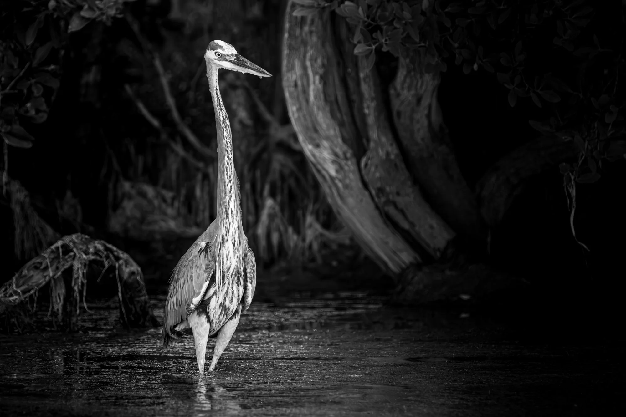 City Council
Into The Wild Imagery
Cynthia Ariosta Photography
Wildlife bird photography prints
Fine art nature photography prints
Bird photography art for collectors
Limited edition bird photography for sale
Large format bird prints for interiors
Lu