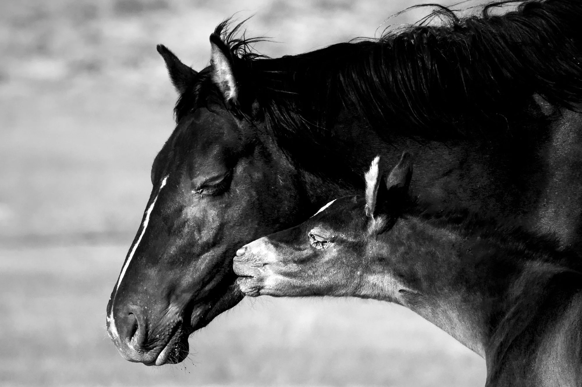 Onaqui mare and foal
An Onaqui mustang mare and foal share an intimate moment
black and white fine art photography print
Horse kisses fine art print