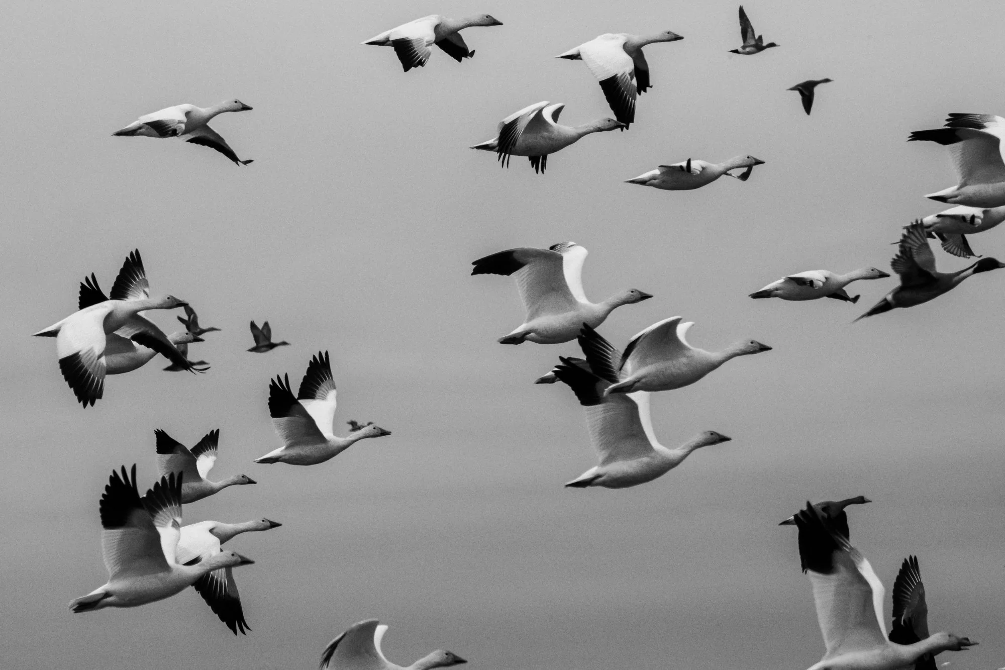 Glide