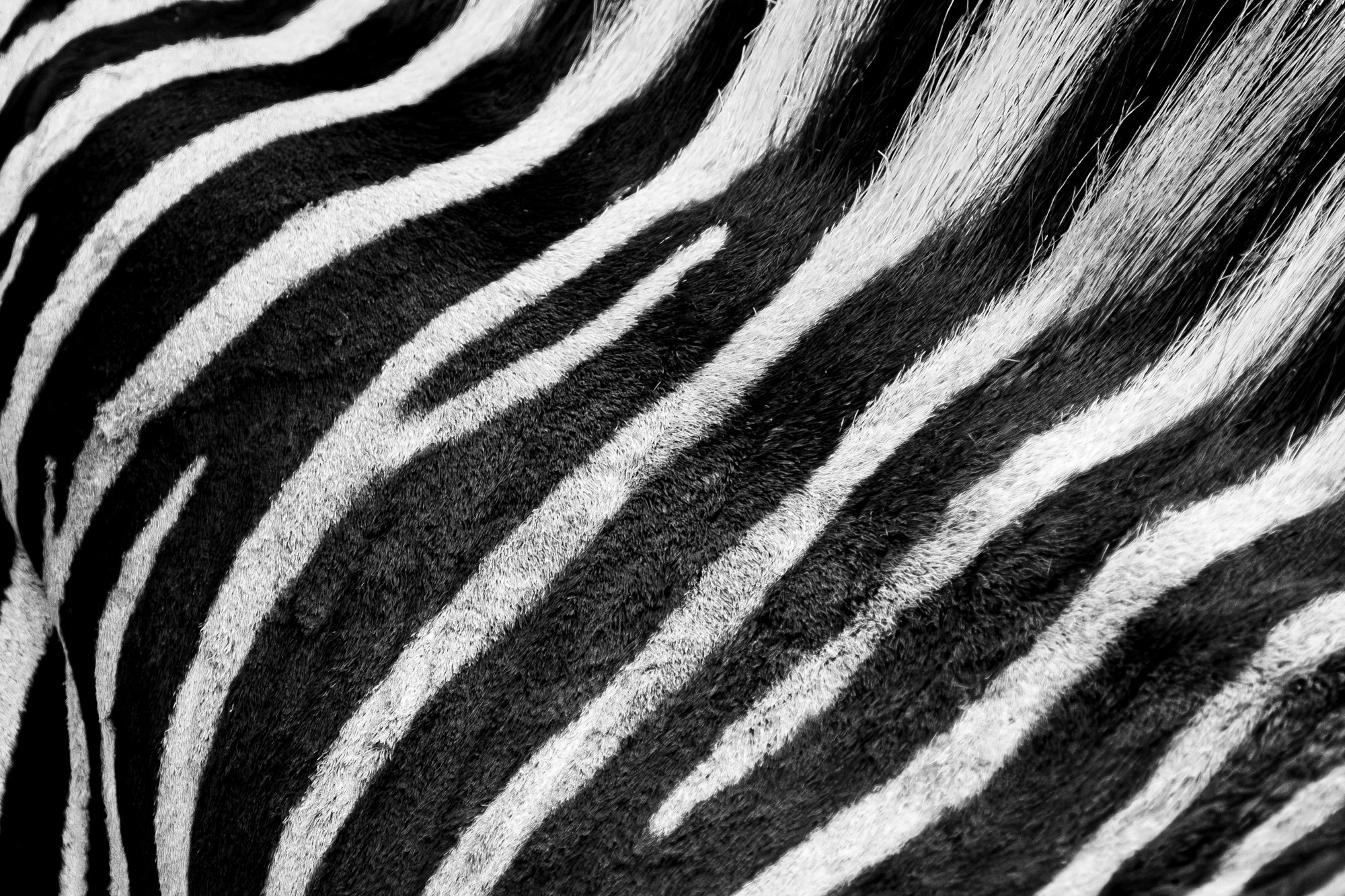 Stripes
