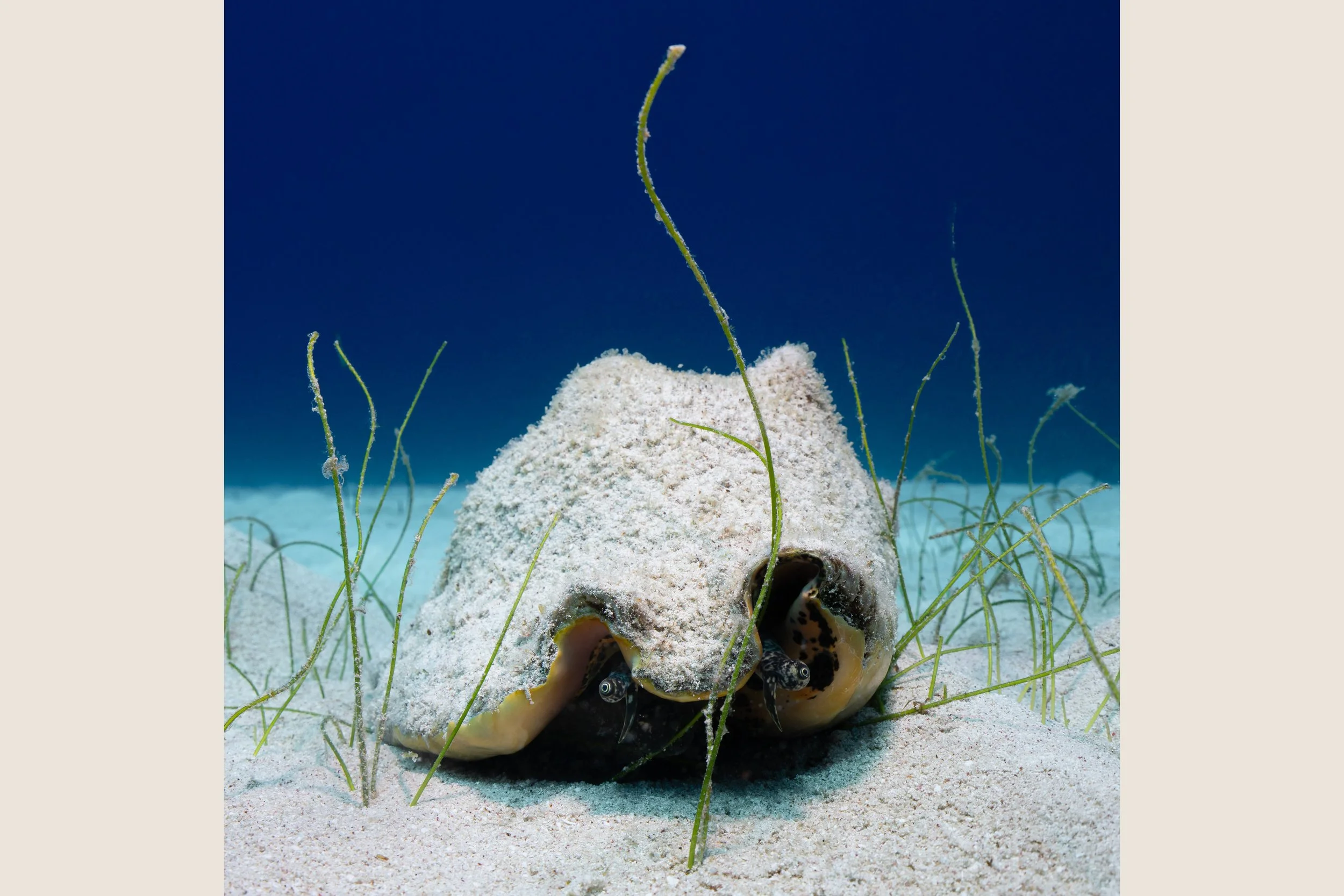 Conch Cynthia Ariosta Into The Wild-1 copy.jpg