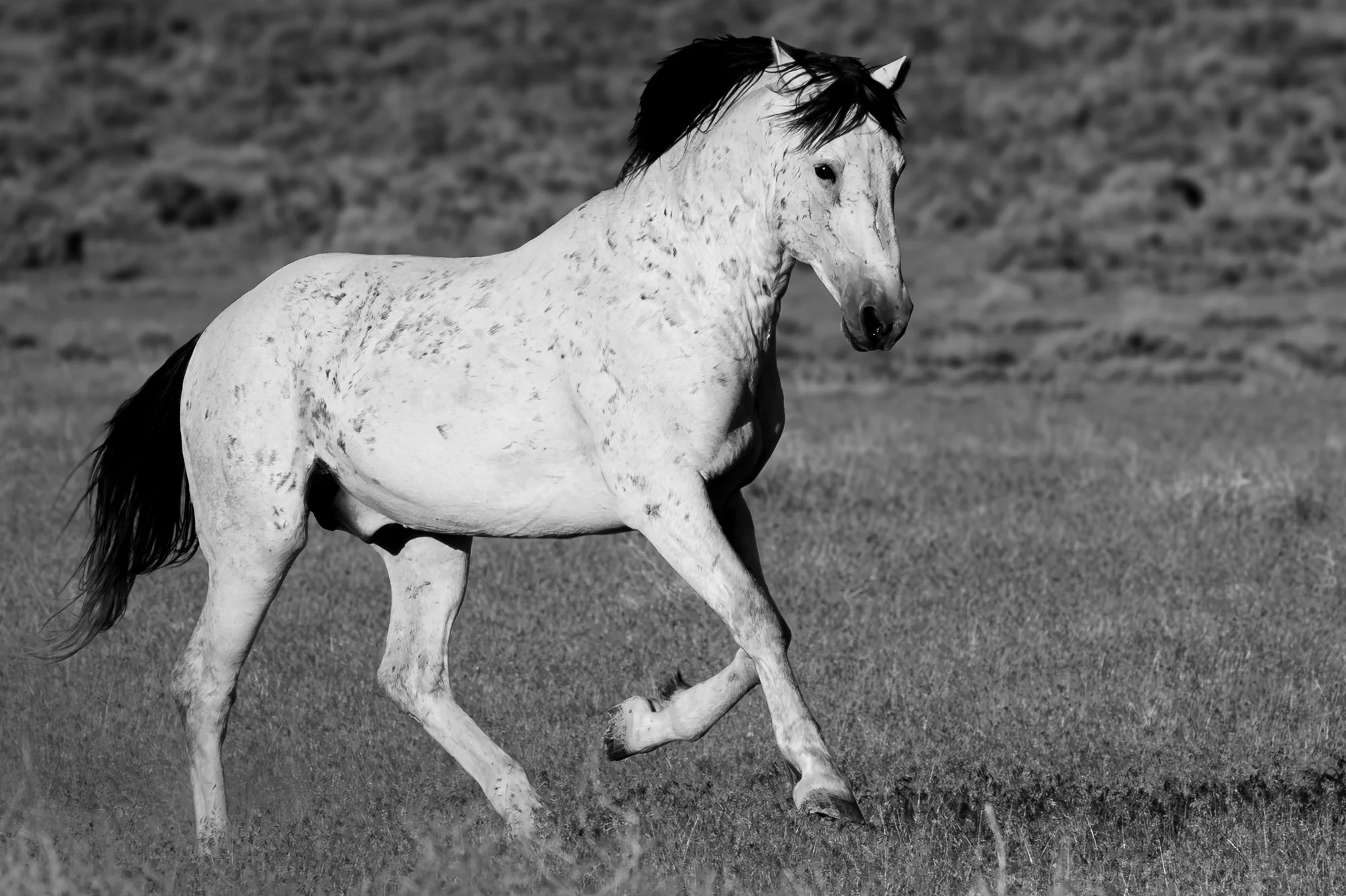 Onaqui Wild Stallion galloping in the desert fine art print
Black and White Mustang Horse Photography for Sale
