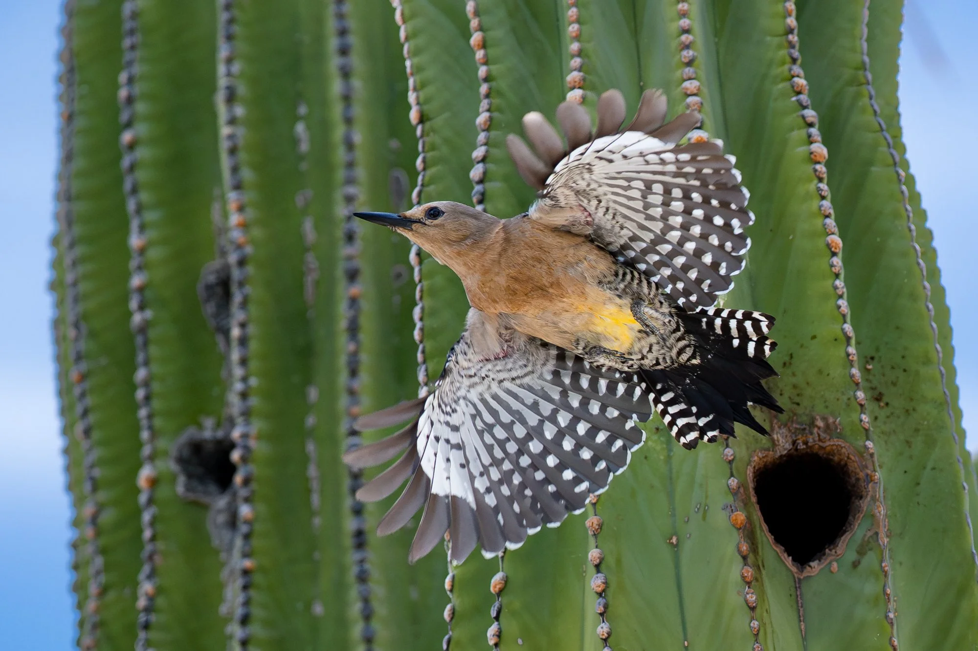 Photograph of Gila Woodpecker Bird in Flight Fine Art Color Print 