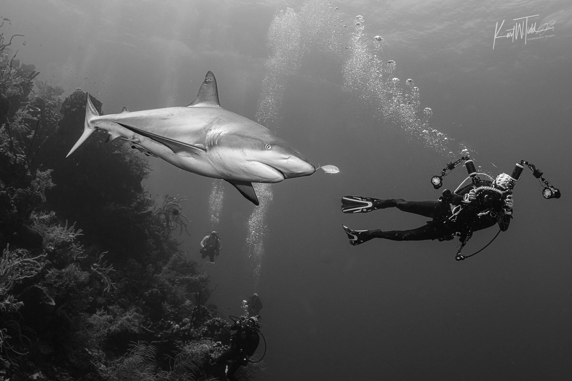 Into The Wild Imagery photographer Cynthia Ariosta photographing a reef shark in Belize in 2026.