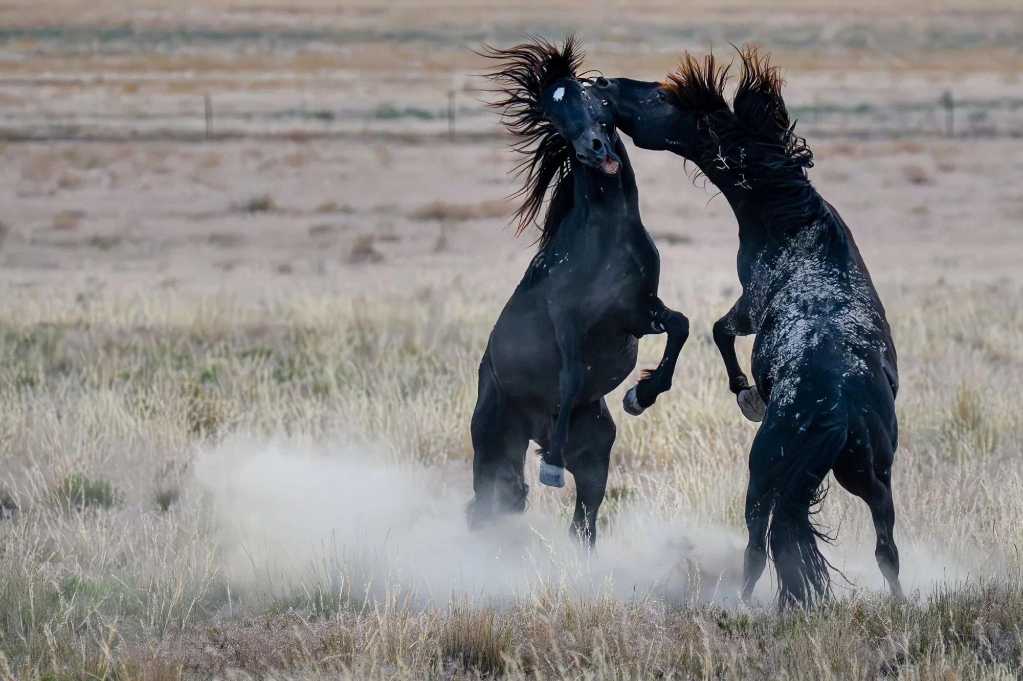 Onaqui _Into The Wild Imagery_Cynthia Ariosta-31.jpg