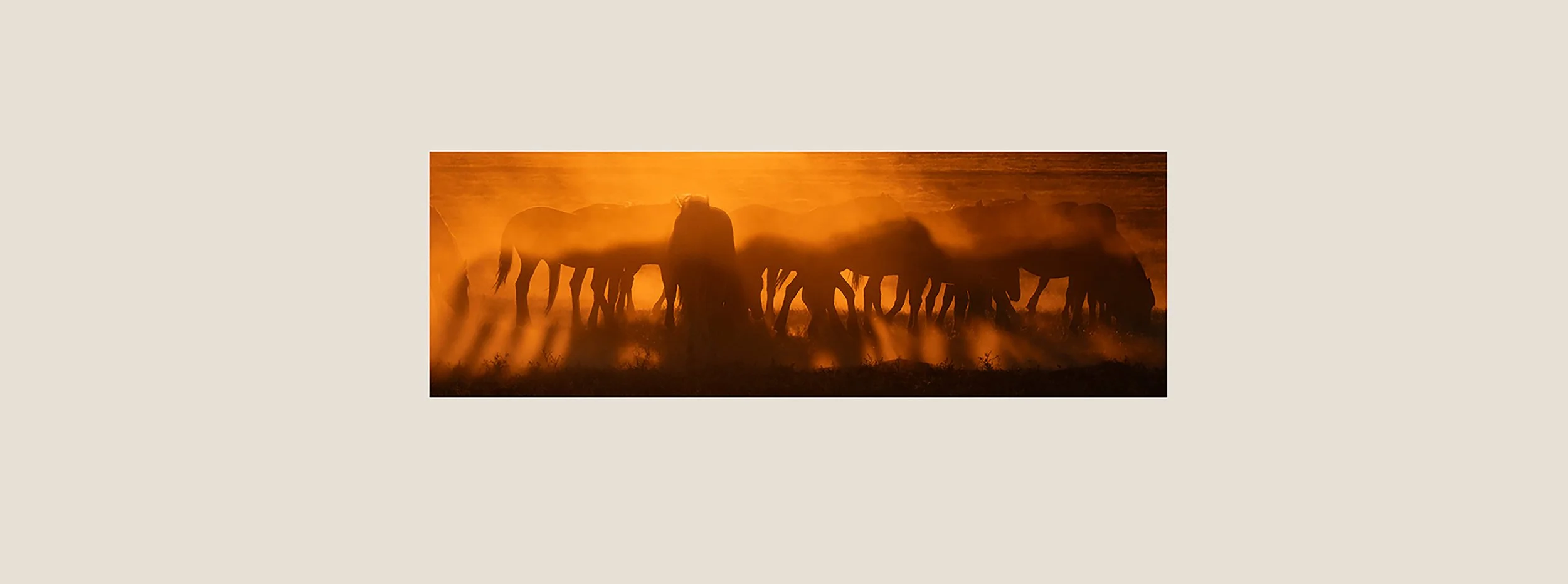 Website Horses panorama.jpg