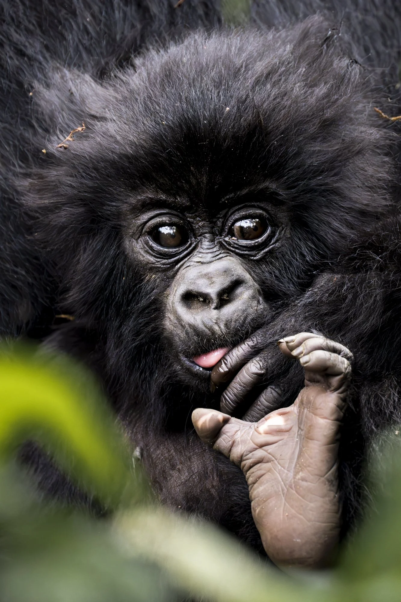 Fingers & Toes
Baby Gorilla Photo for Sale
African animal prints
Wildlife photography art
African wildlife wall art
Best wildlife photography prints for home decor
Custom wildlife photography prints
Cynthia Ariosta Gorilla Photography
