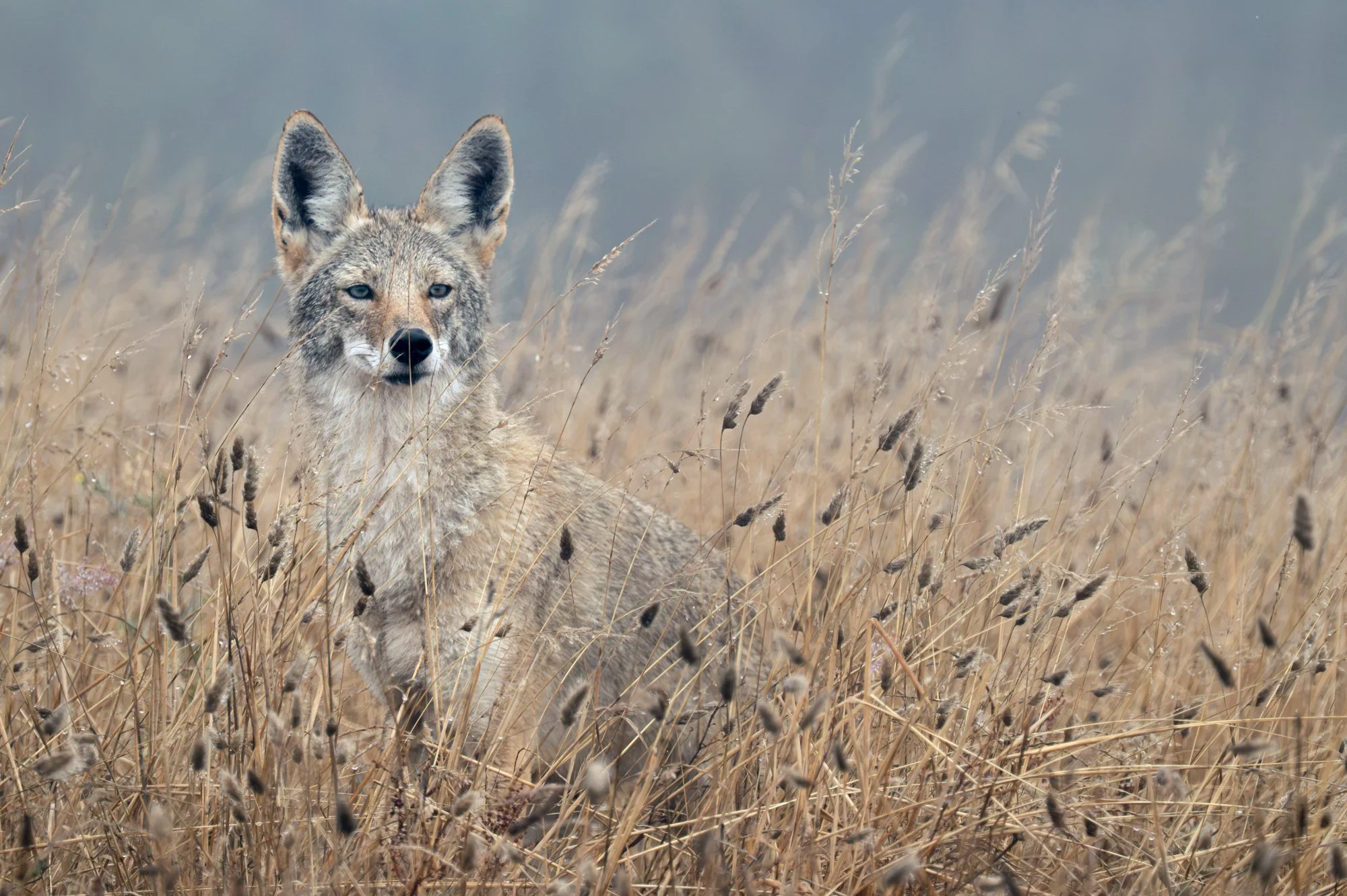Coyote At Dawn