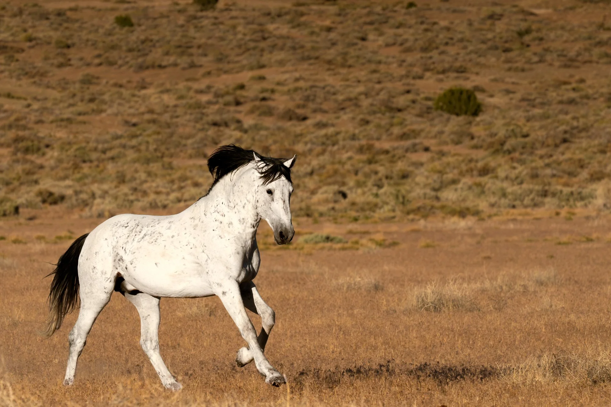 Onaqui _Into The Wild Imagery_Cynthia Ariosta-14.jpg