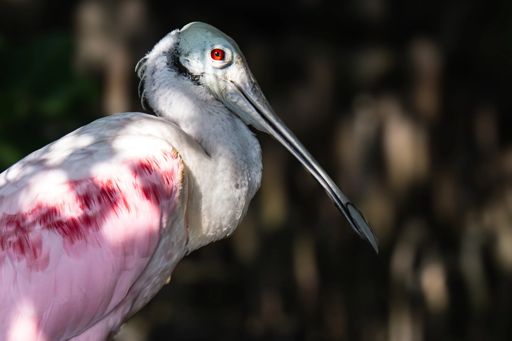 Fine art bird photography for sale
Wildlife bird photography prints
Fine art nature photography prints
Bird photography art for collectors
Roseate Spoonbill Prints for Sale
Fine art Everglades Bird photography
Limited edition bird photography for sal
