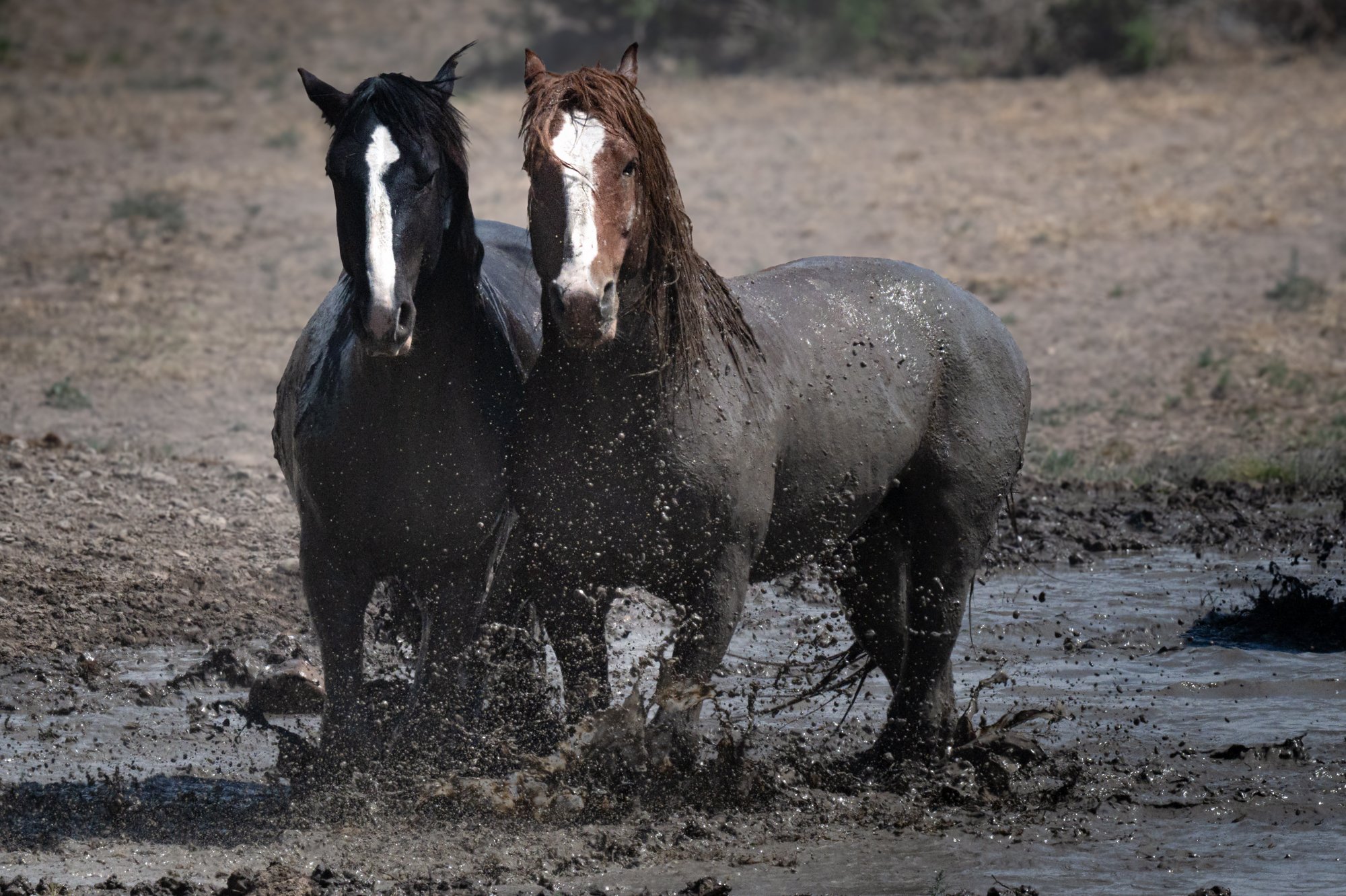 Onaqui _Into The Wild Imagery_Cynthia Ariosta-33.jpg