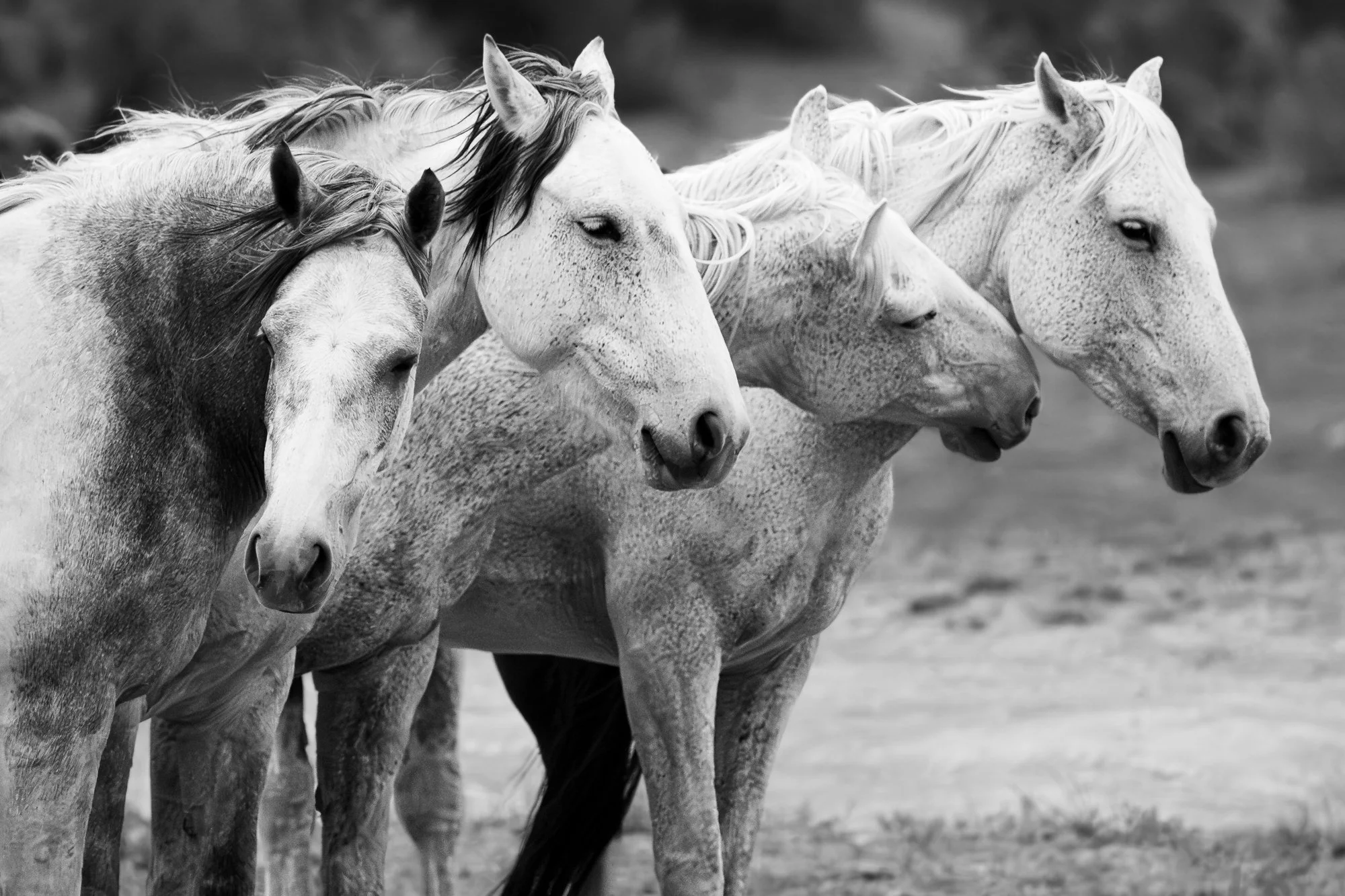Onaqui _Into The Wild Imagery_Cynthia Ariosta-5.jpg