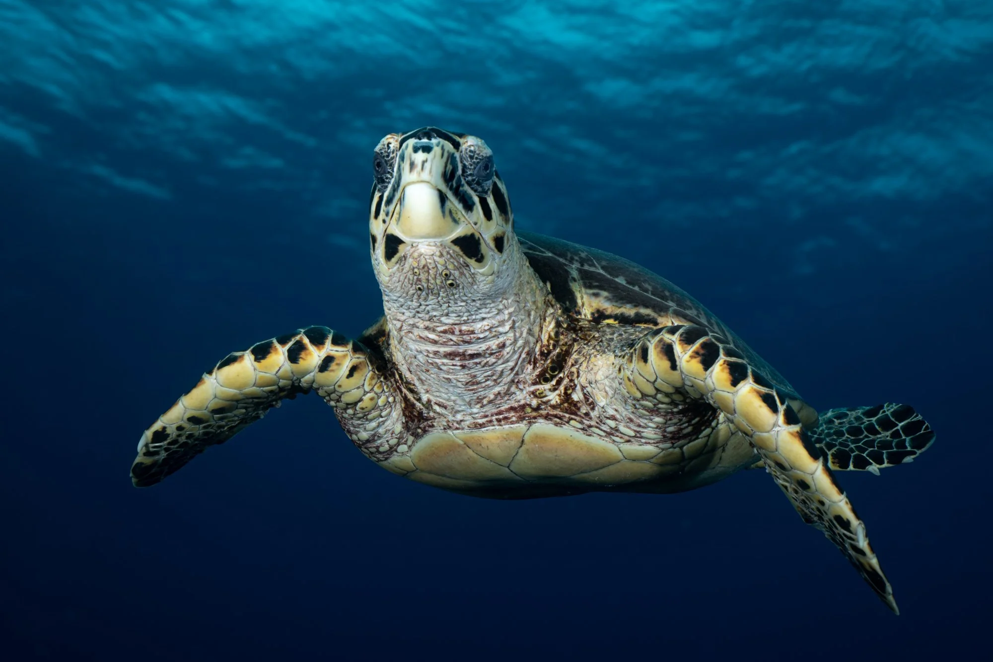 Water and Wildlife Cynthia Ariosta Into the Wild-8.jpg
