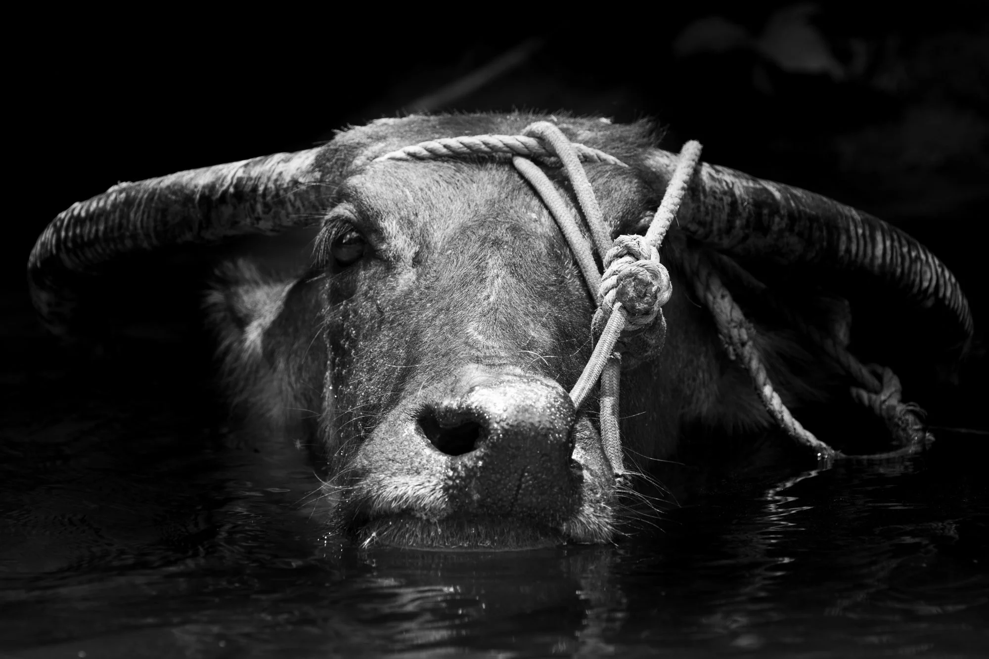 Wildlife photo prints for sale
Water Buffalo Fine art prints
Philippine Carabao Prints for Sale
Carabao Photo Print
Black and White Wildlife Photography
Banana Republic Photography
Restoration Hardward Photography